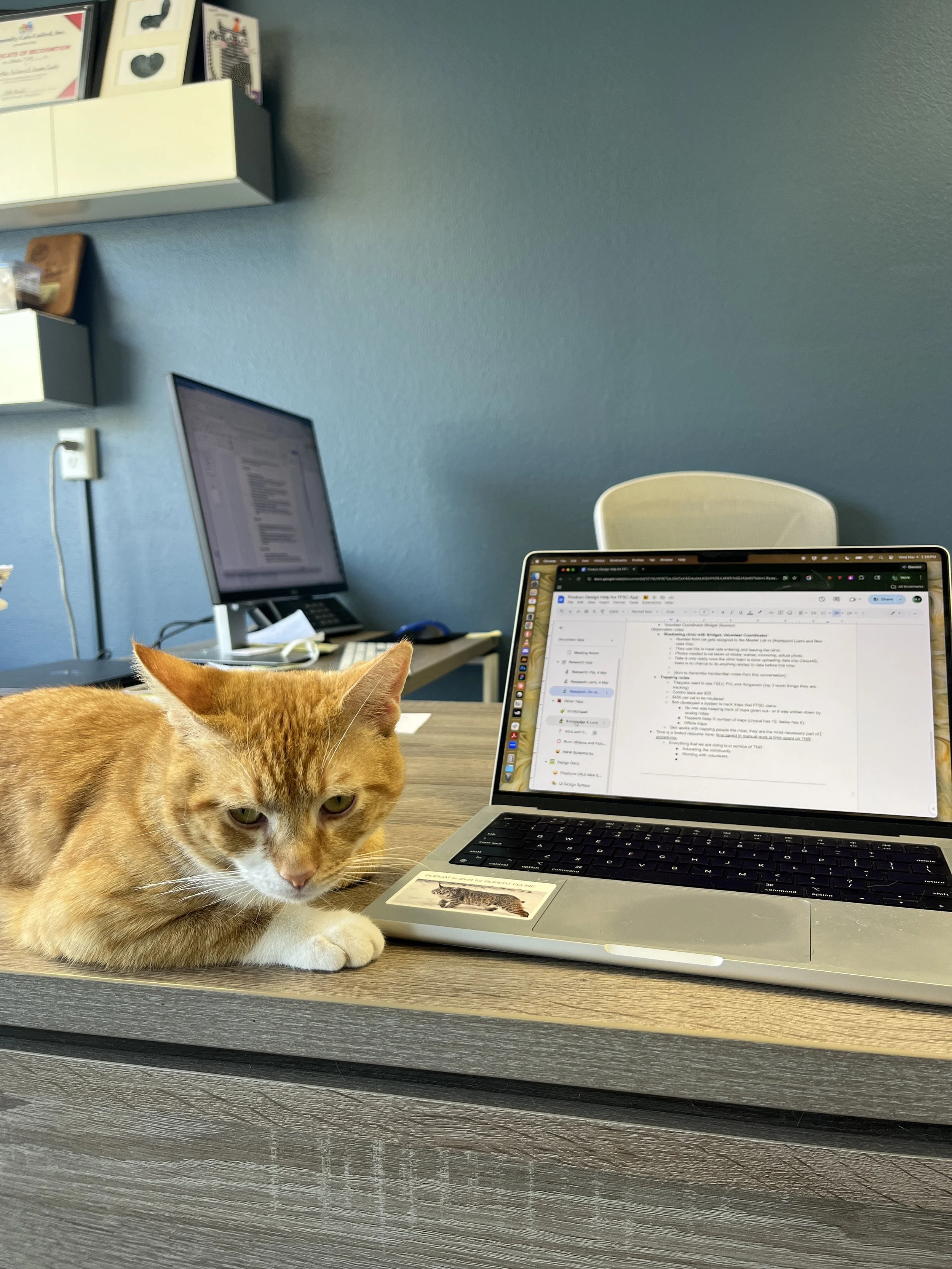 An orange male cat sits on an office desk next to an open laptop displaying a Google Docs sheet.