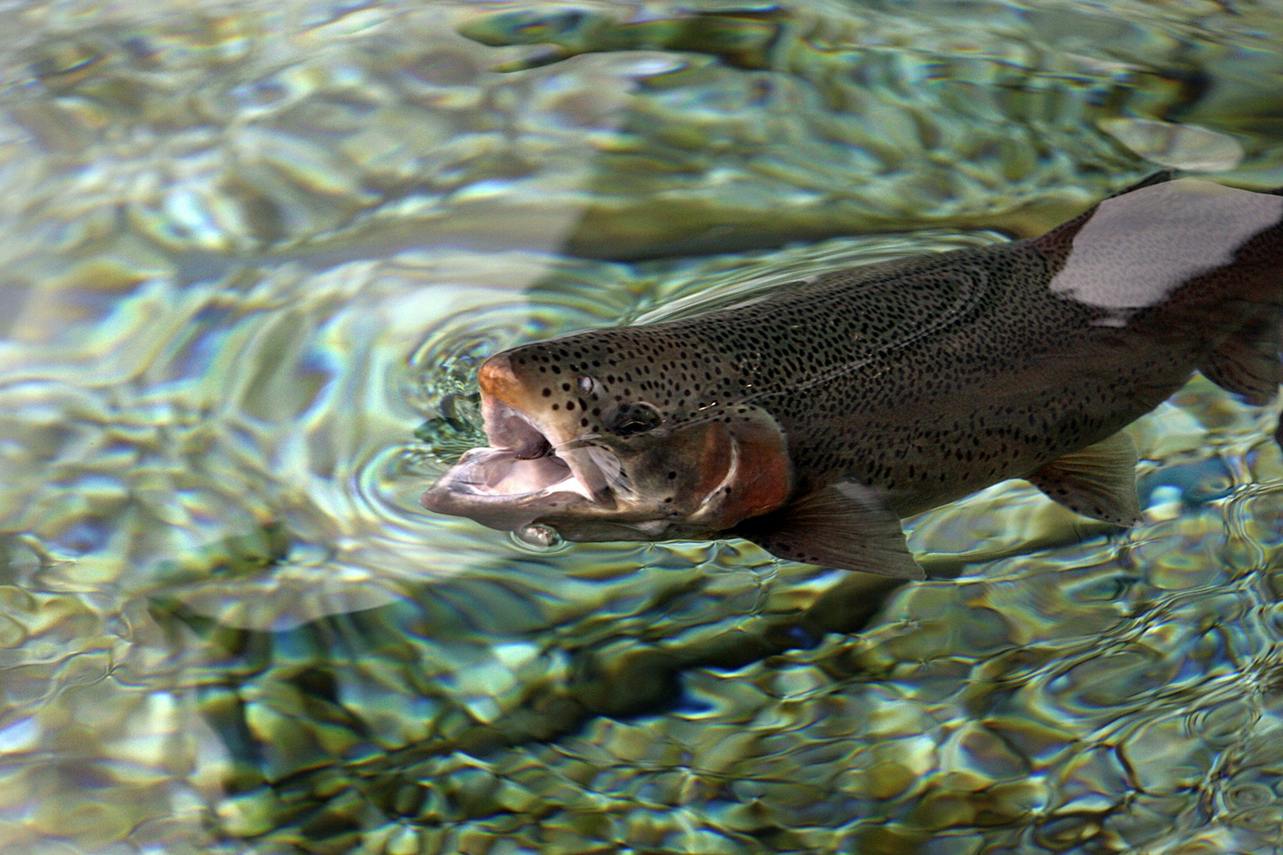 National Direction Page 3: what does it mean for our Freshwater?
