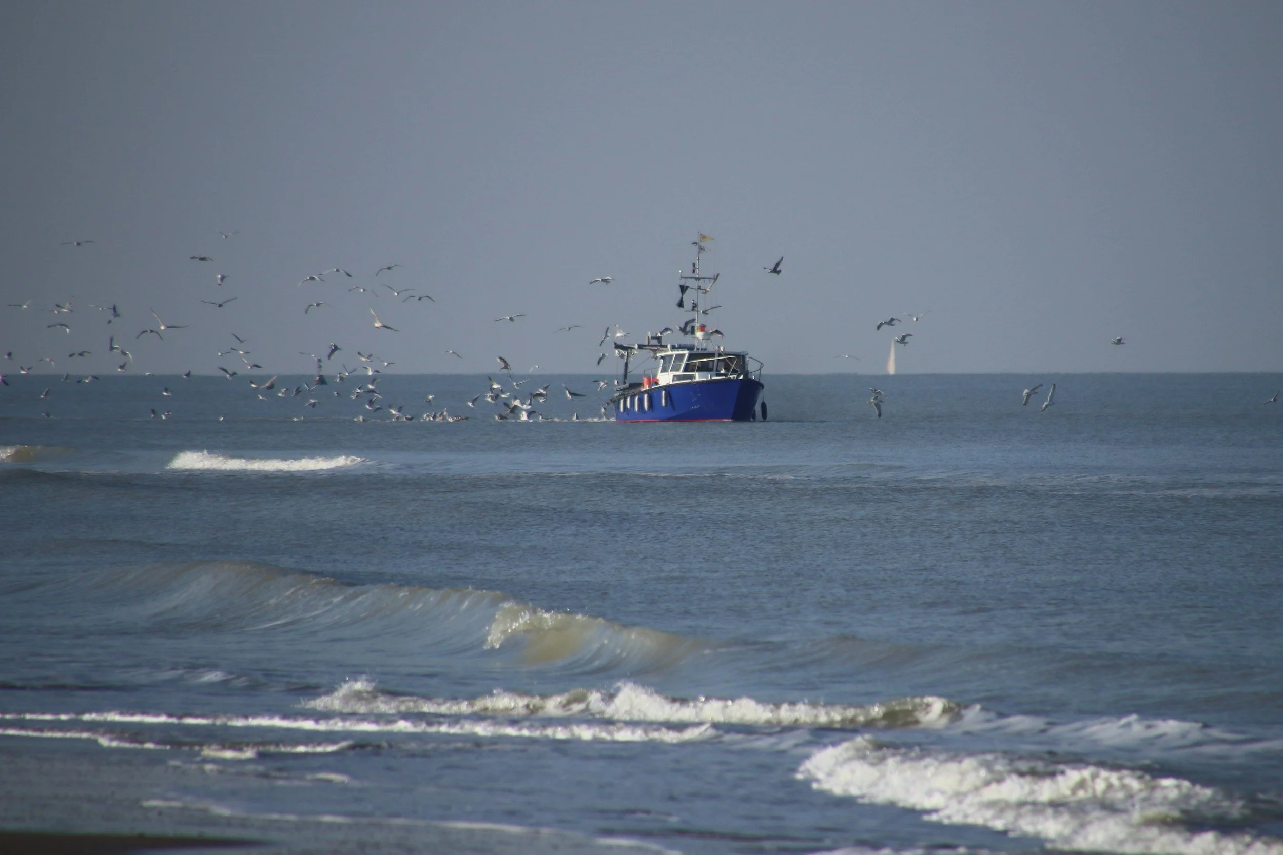 PCE submission on the Fisheries Amendment Bill
