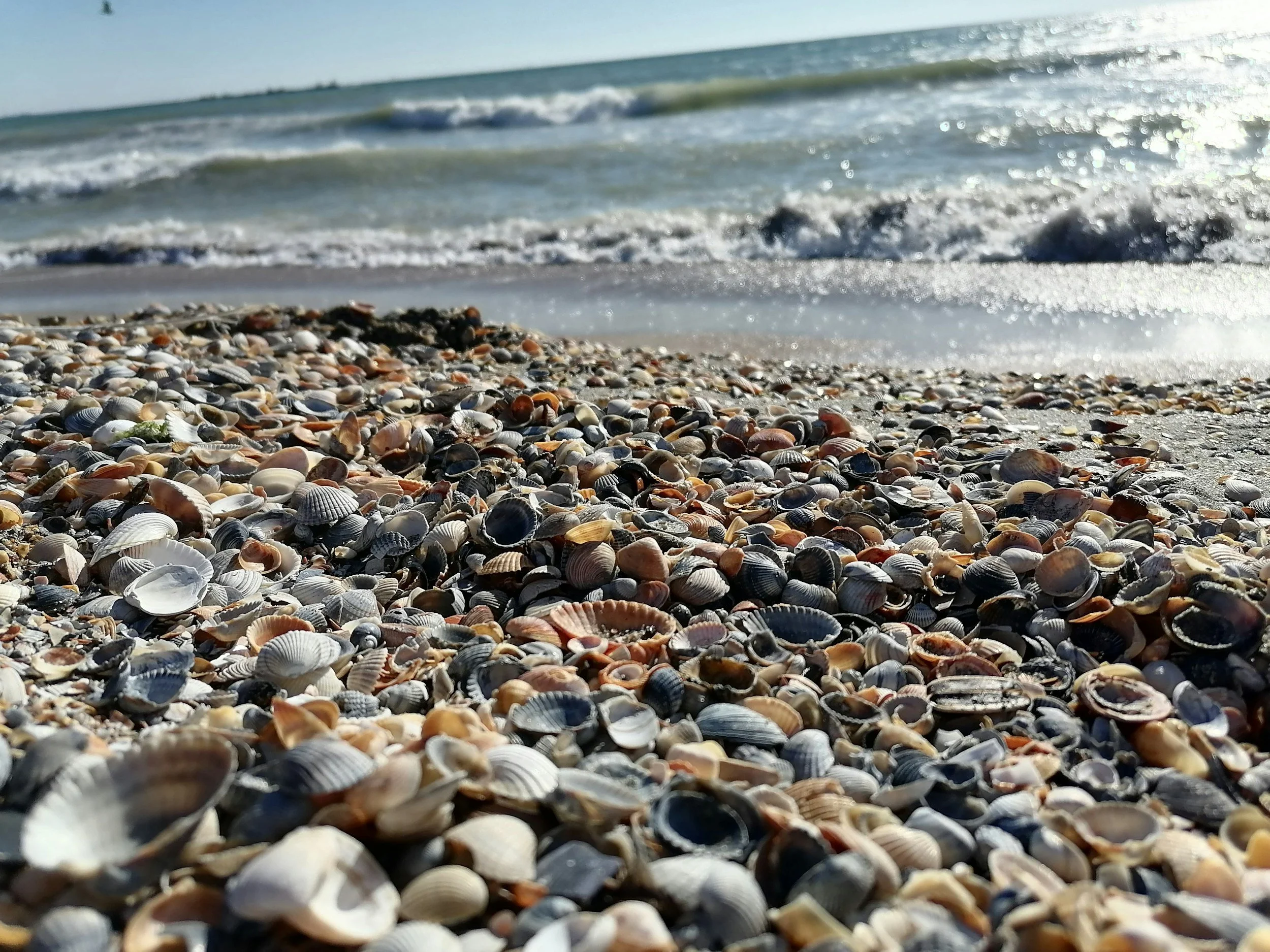 Time to give Hauraki Gulf shellfish a break: EDS backs tighter harvesting controls