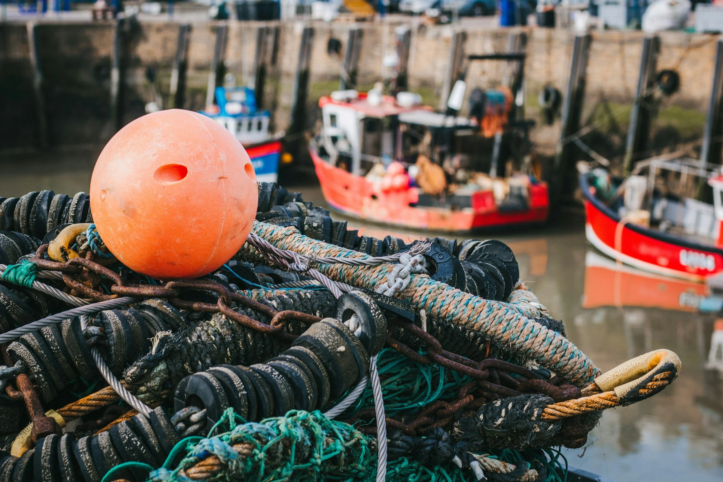 Tarakihi on verge of extinction exposing major fisheries management failings - Environmental Defence Society