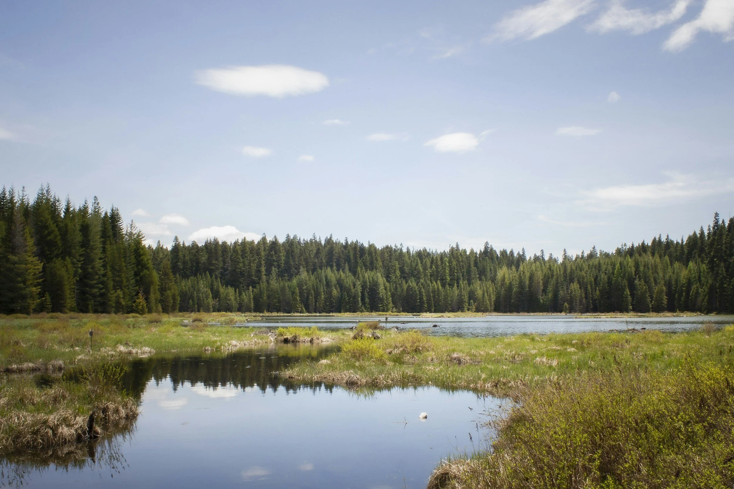 Chief Freshwater Commissioner and commissioners appointed