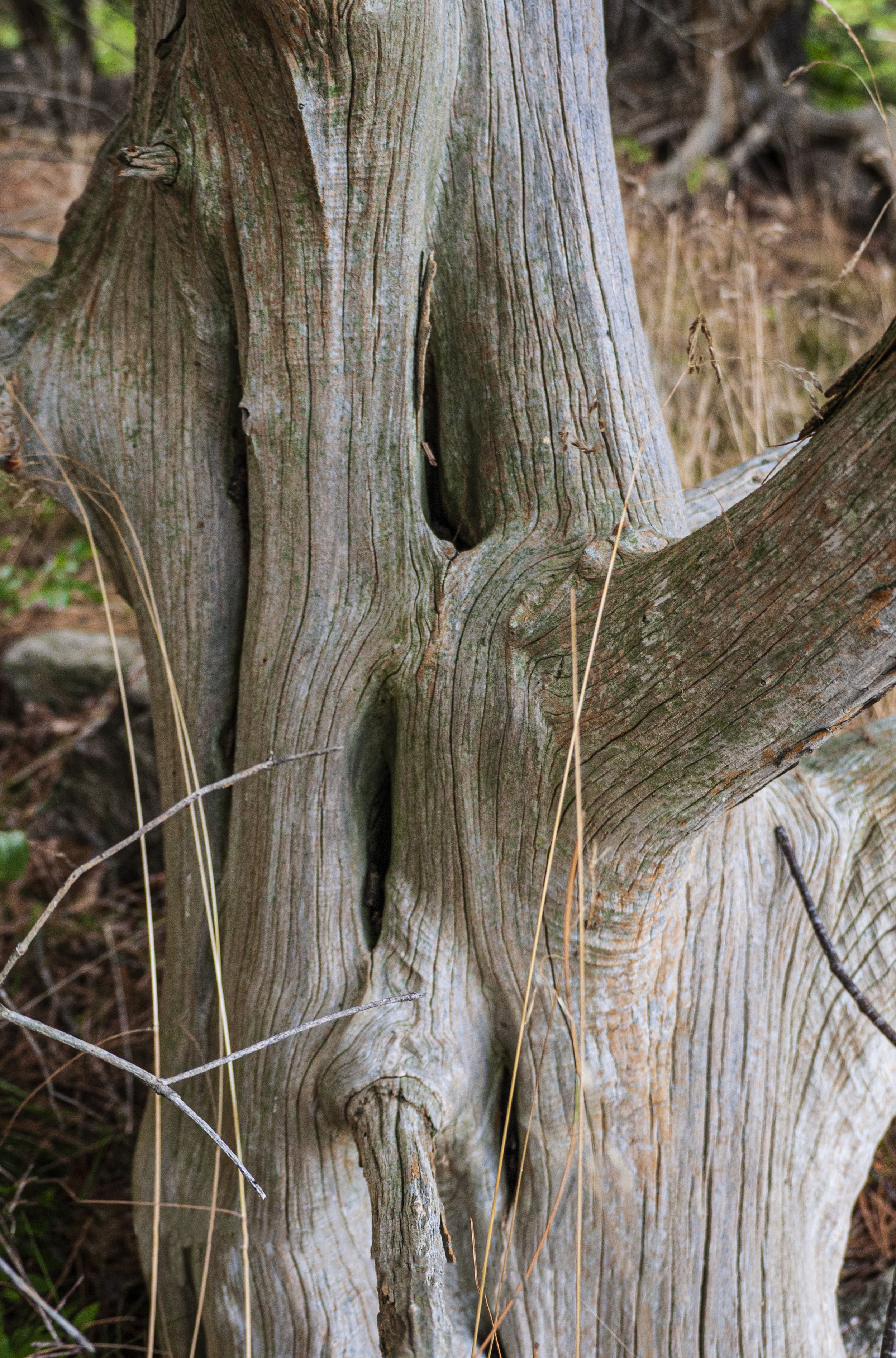 Tree Sculpture