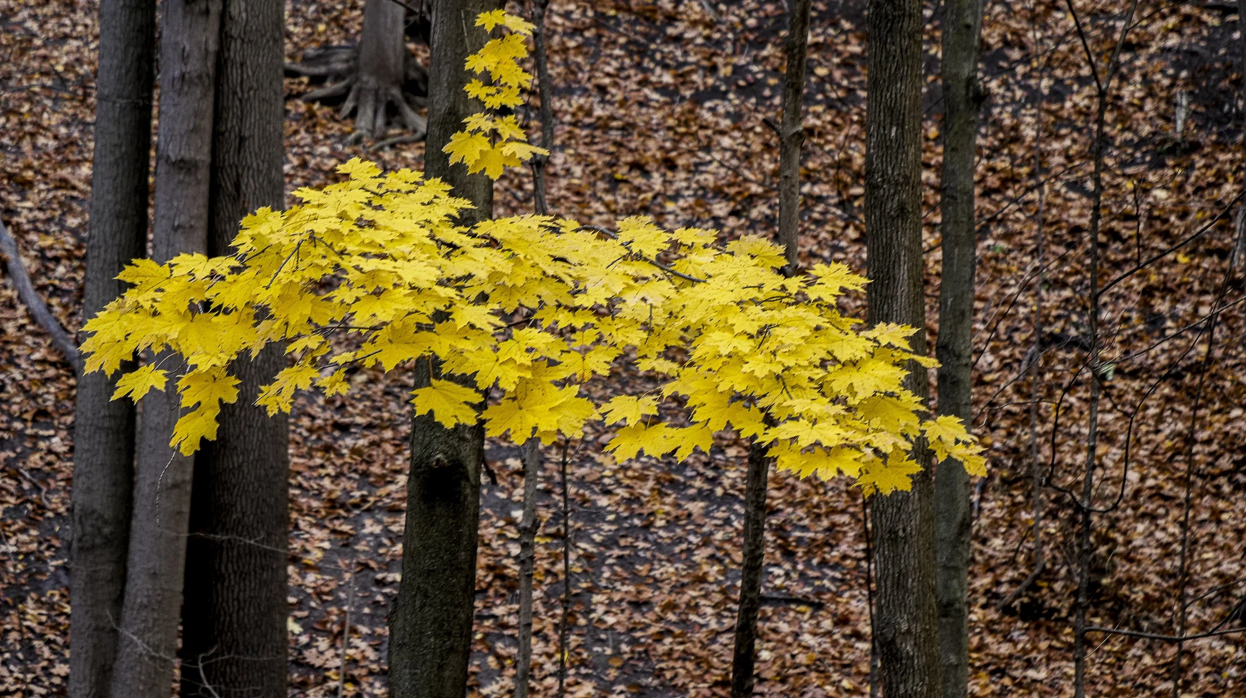 Resilient Autumn Leaves