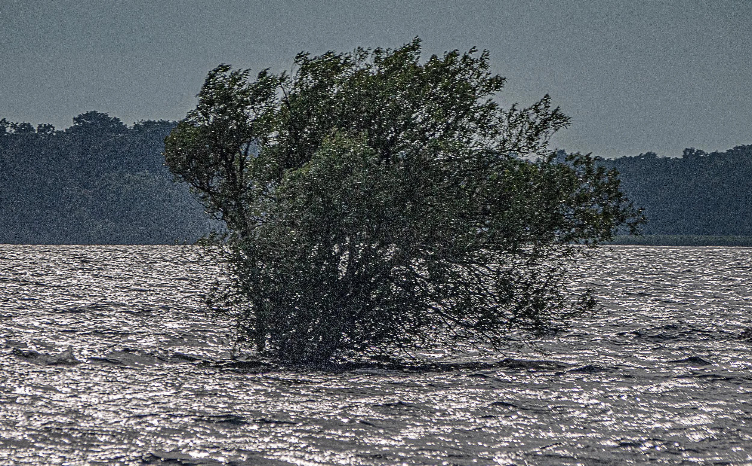 Tree afloat enhanced.jpg