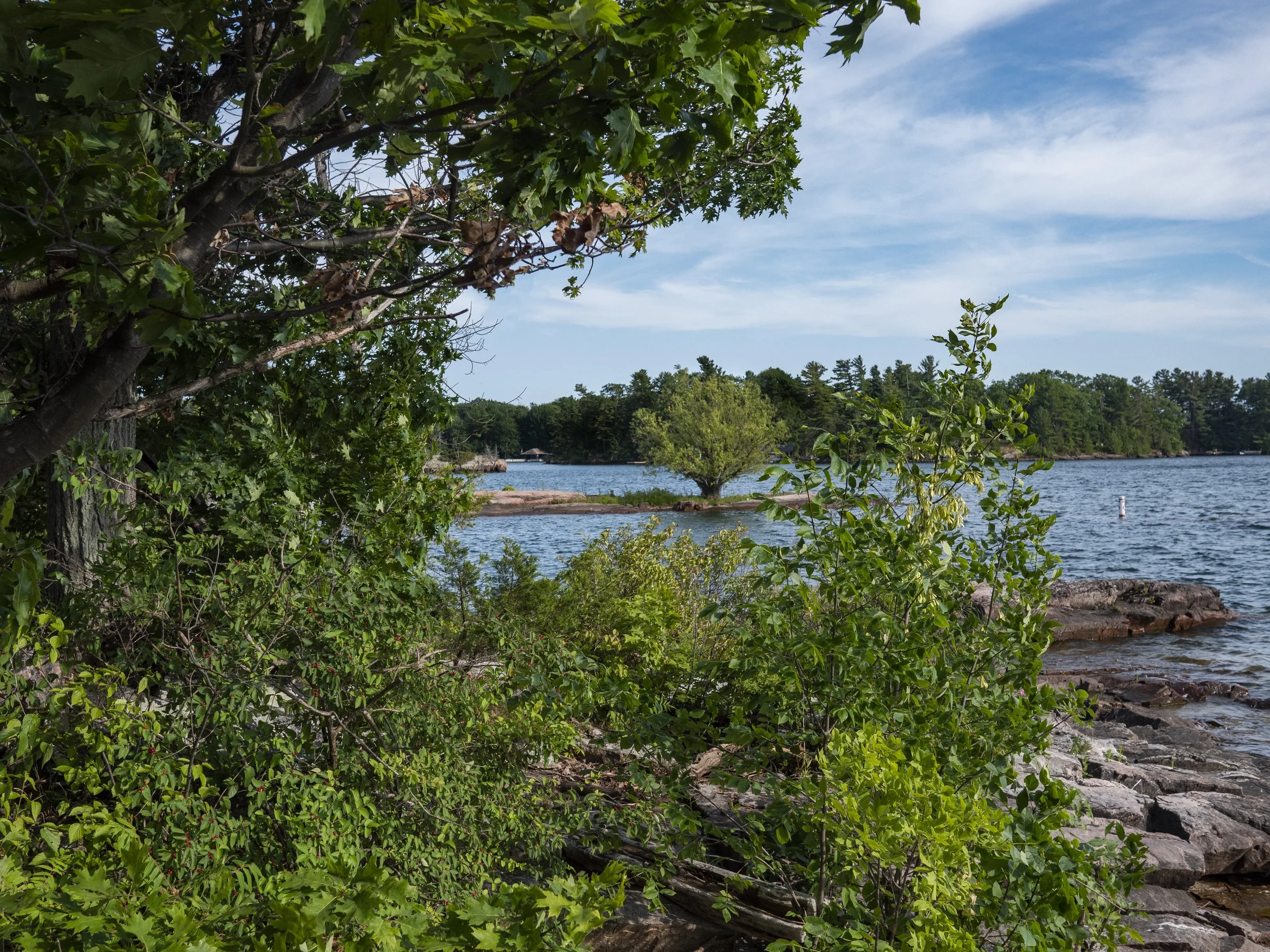 Bush On Rocky Finger