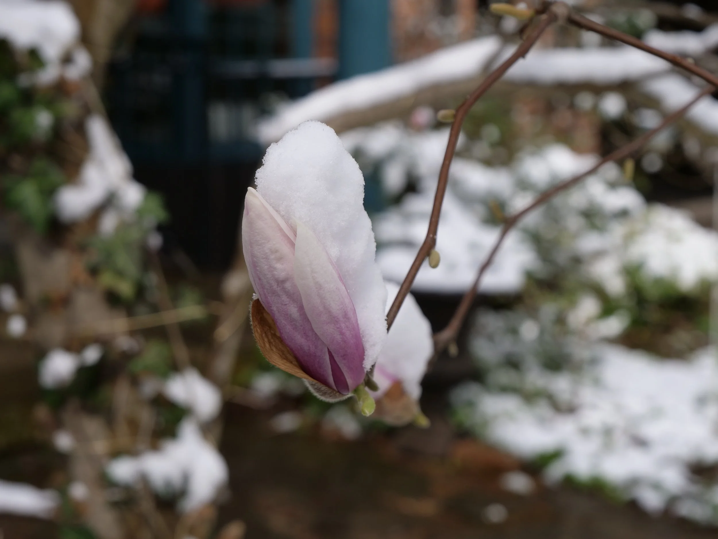 Magnolia Snow