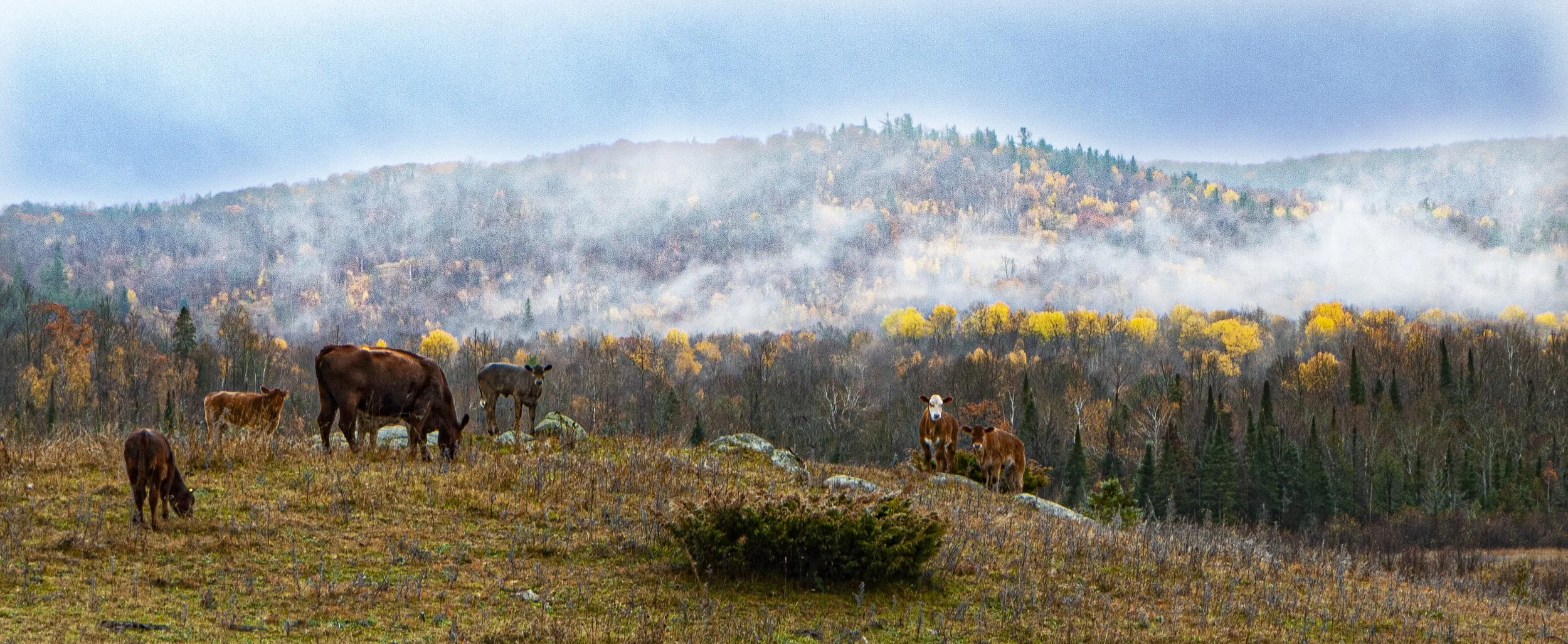 Cattle And The Mist