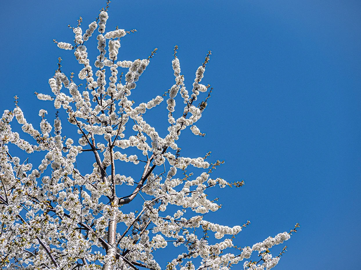 Sky And White Blossoms
