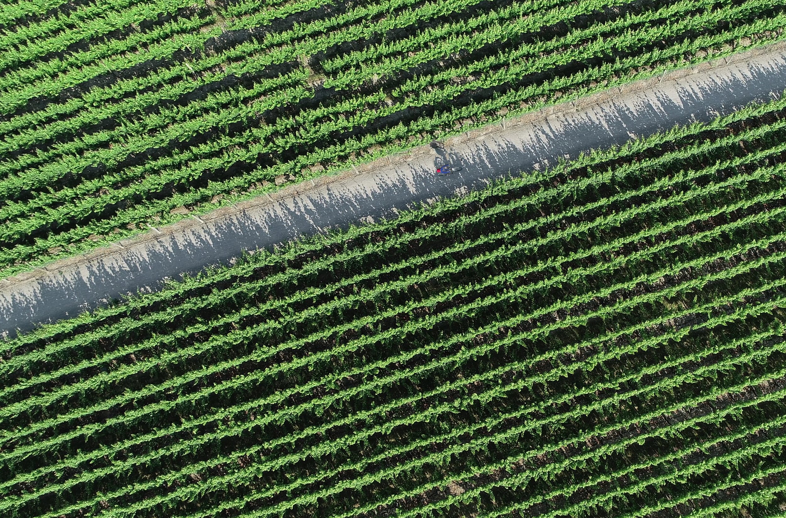 Vineyard Cyclist
