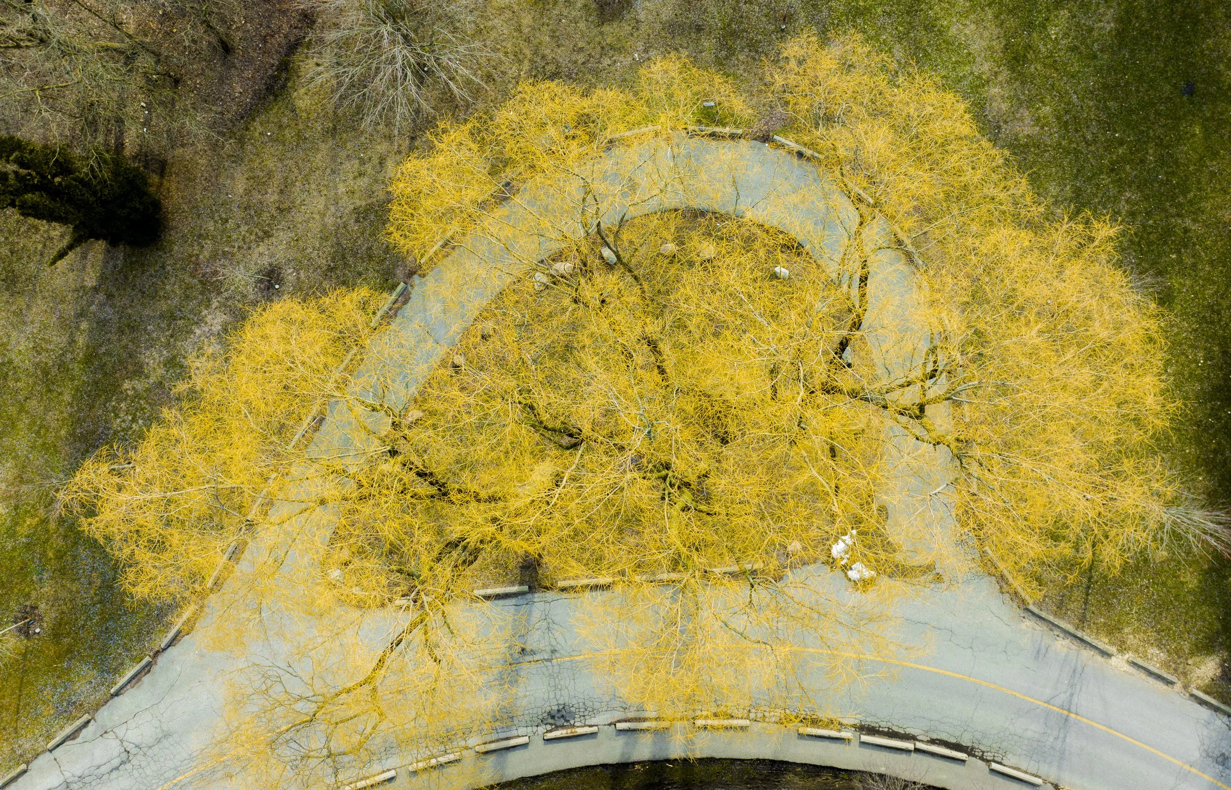 Yellow Tree At Curve