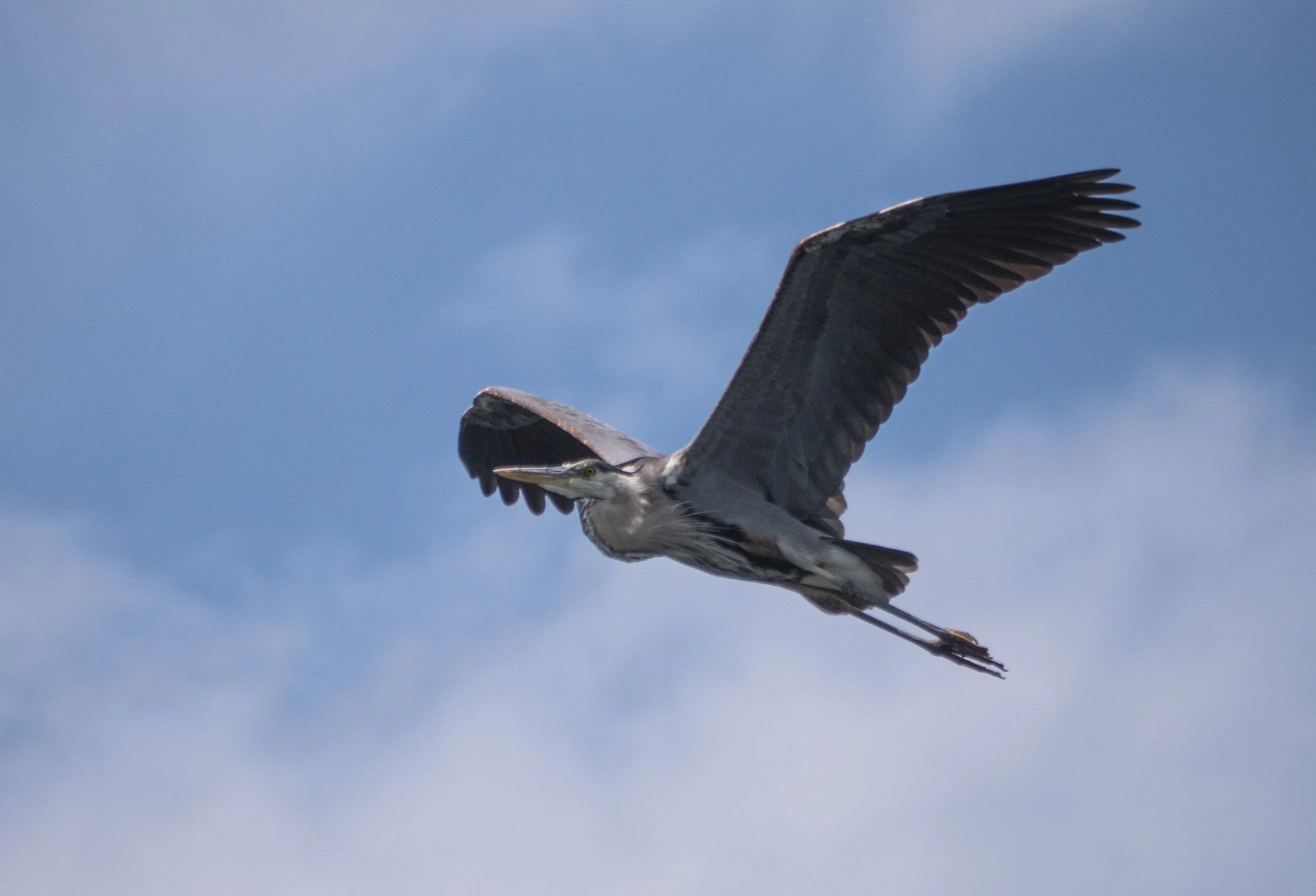 Heron Glides