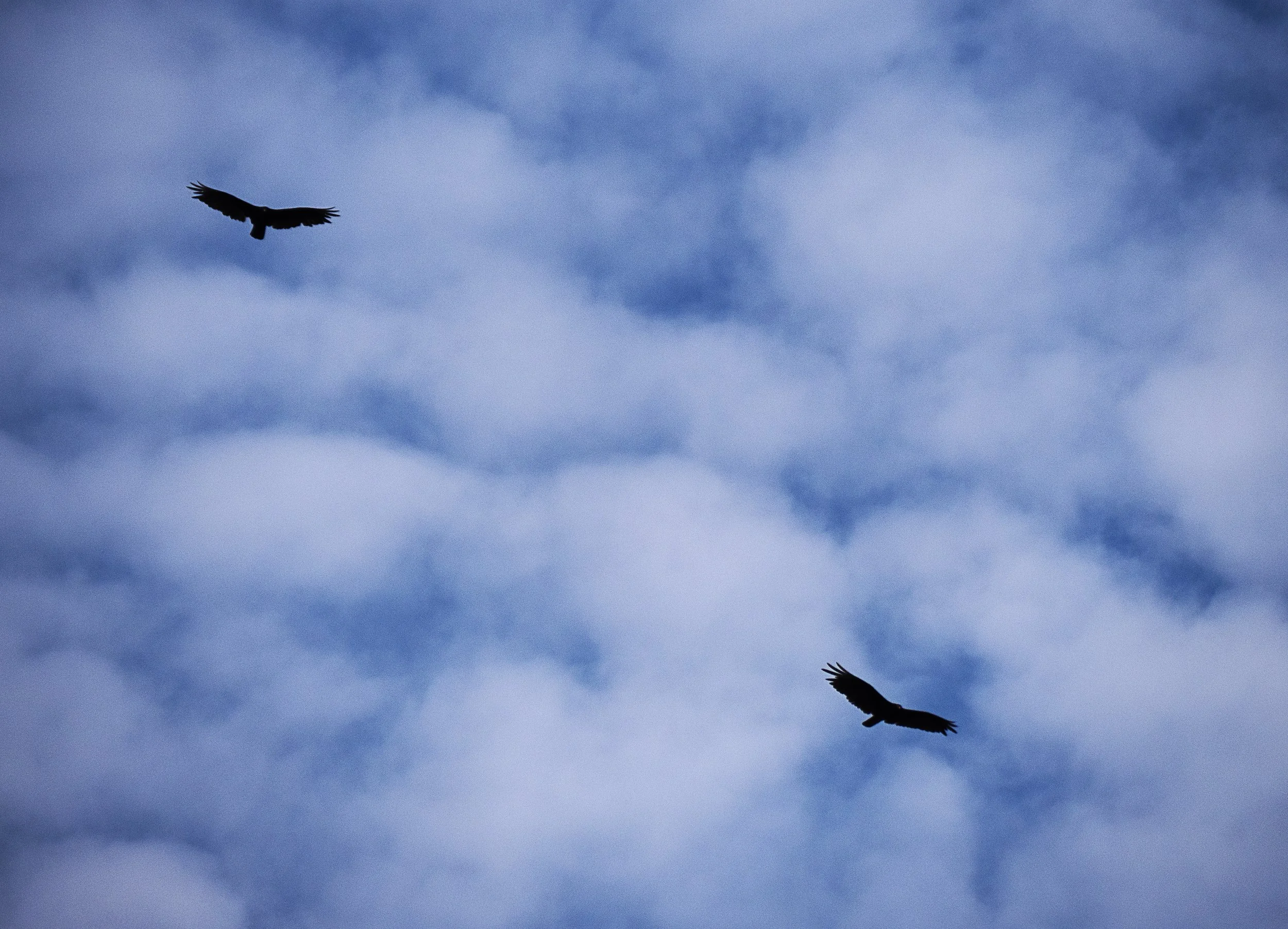 Two hawks.jpg