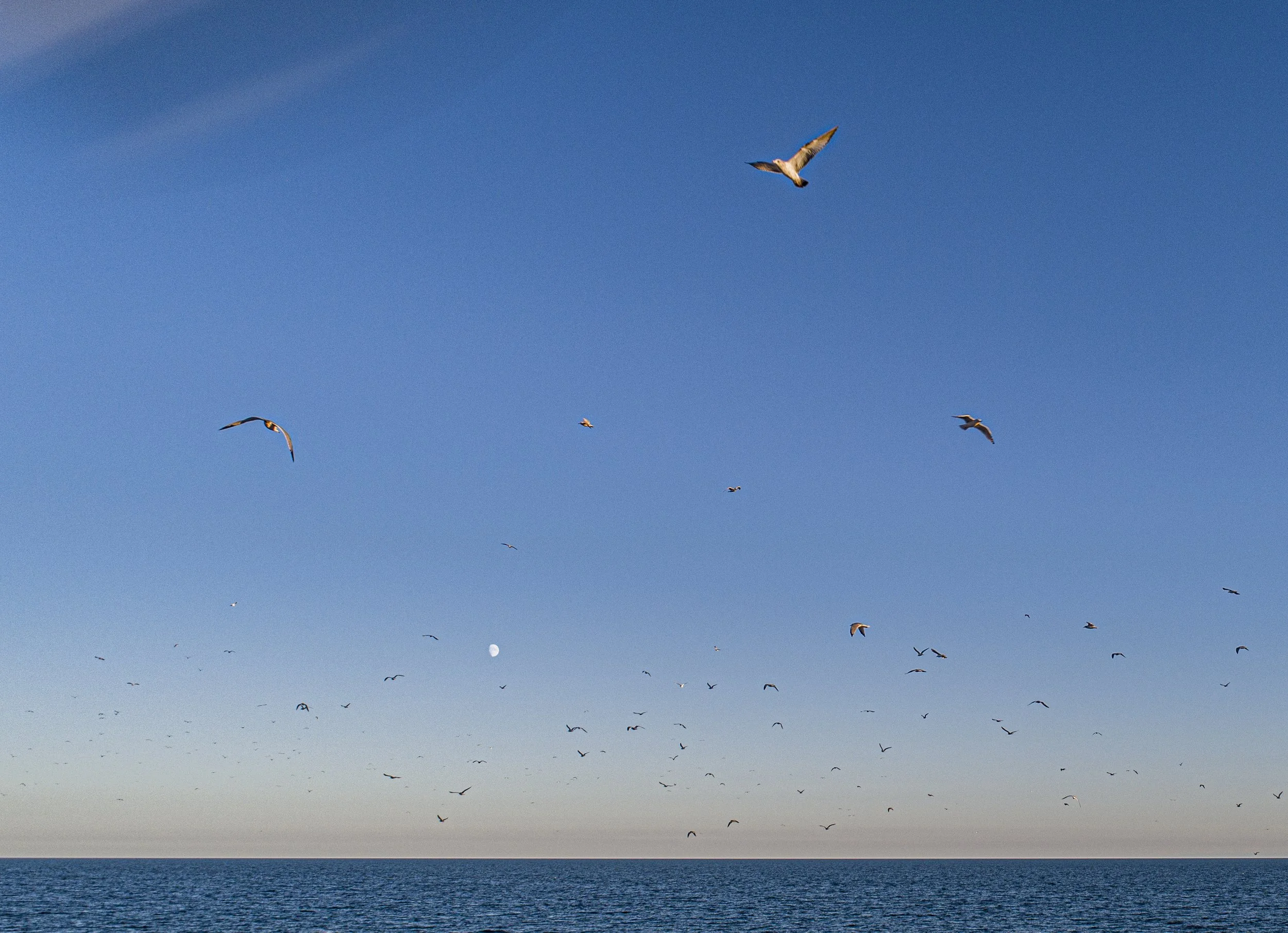 Seagull Moon