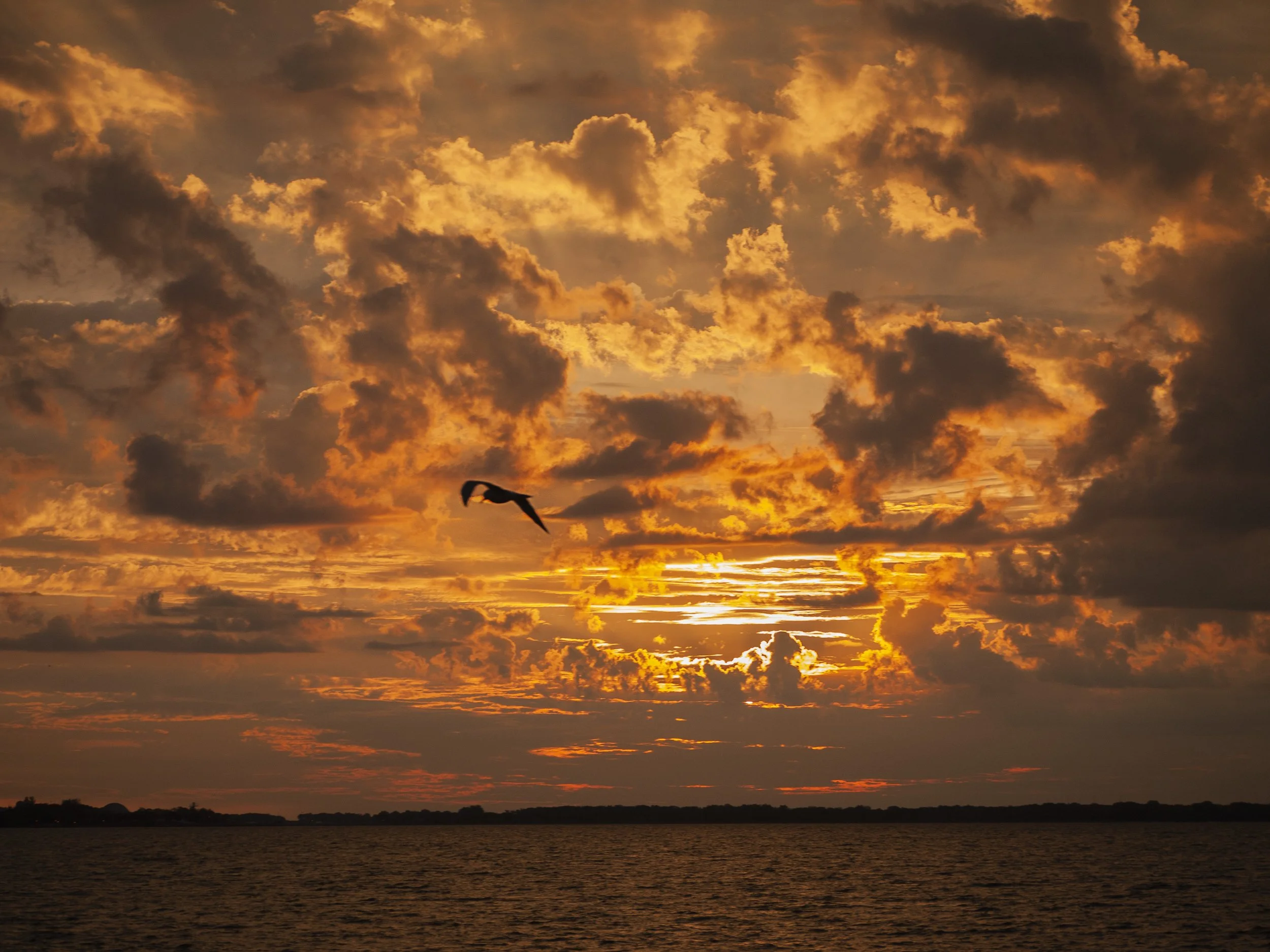 Gull At Dawn