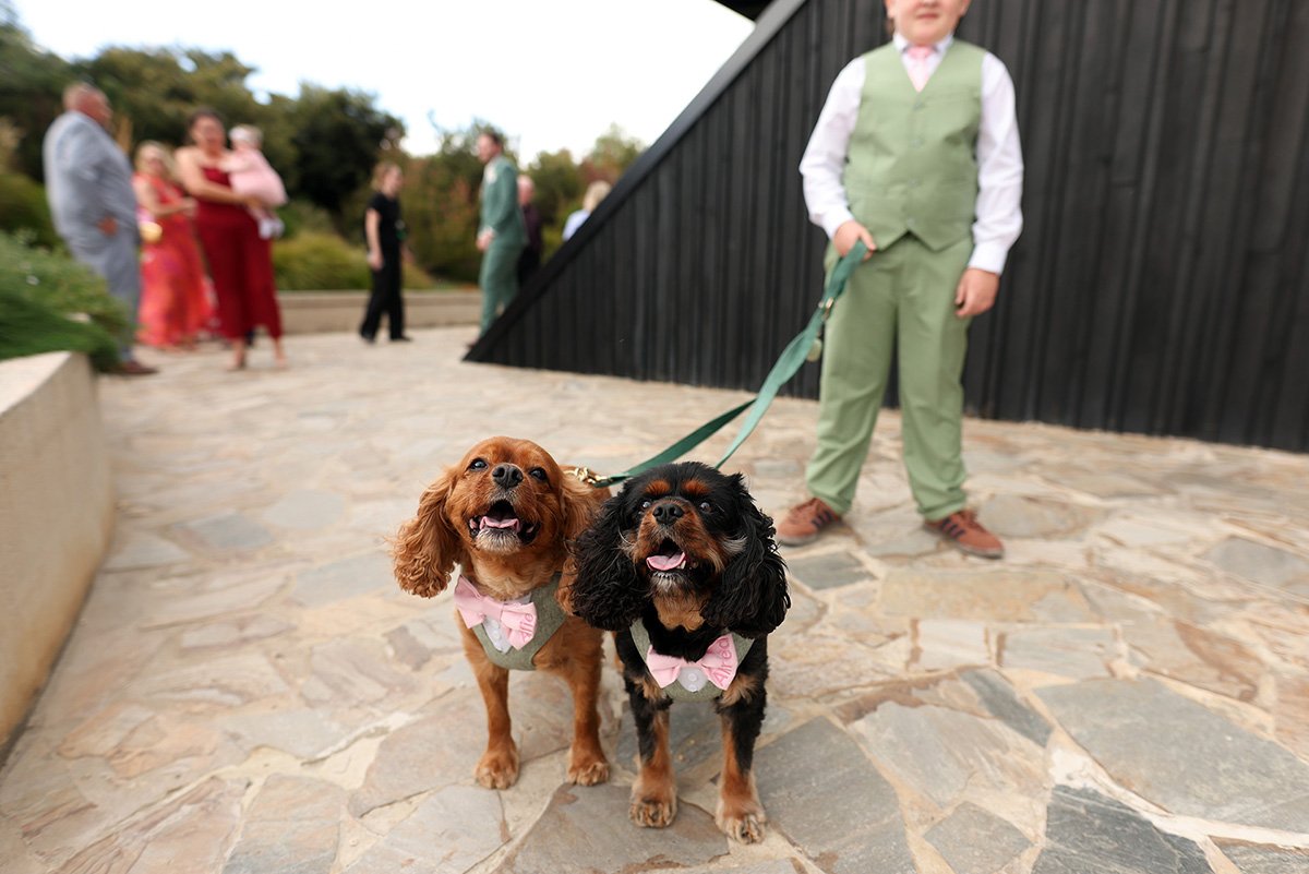 zonzo-estate-wedding-yarra-valley-dogs.jpg