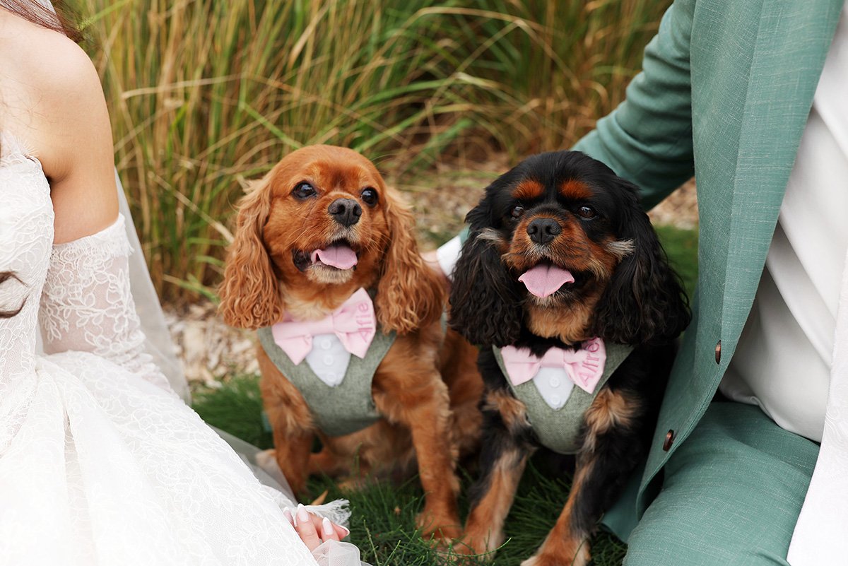 zonzo-estate-wedding-yarra-valley-our-dogs.jpg