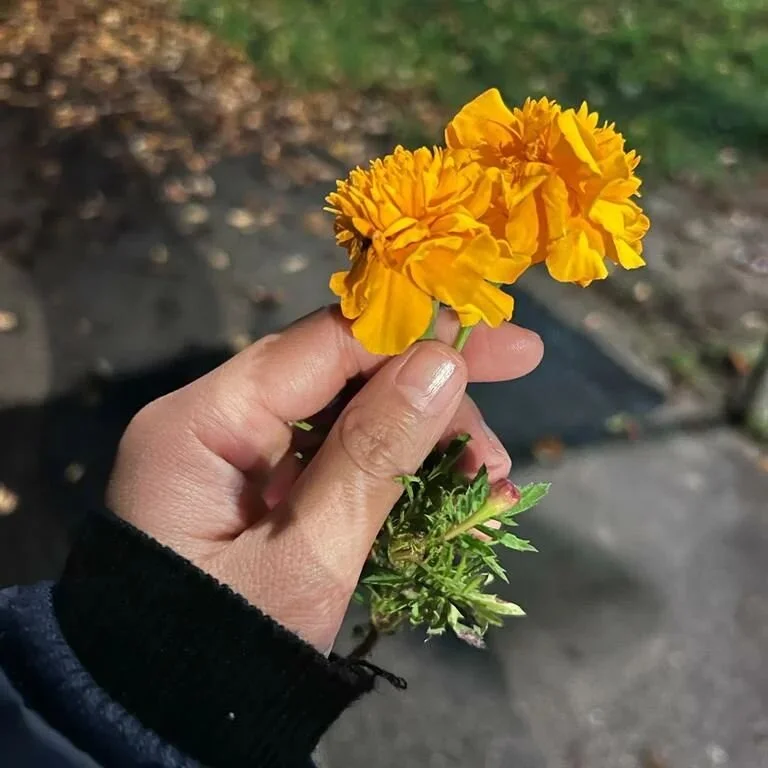 Thankyou di 🌼🌼