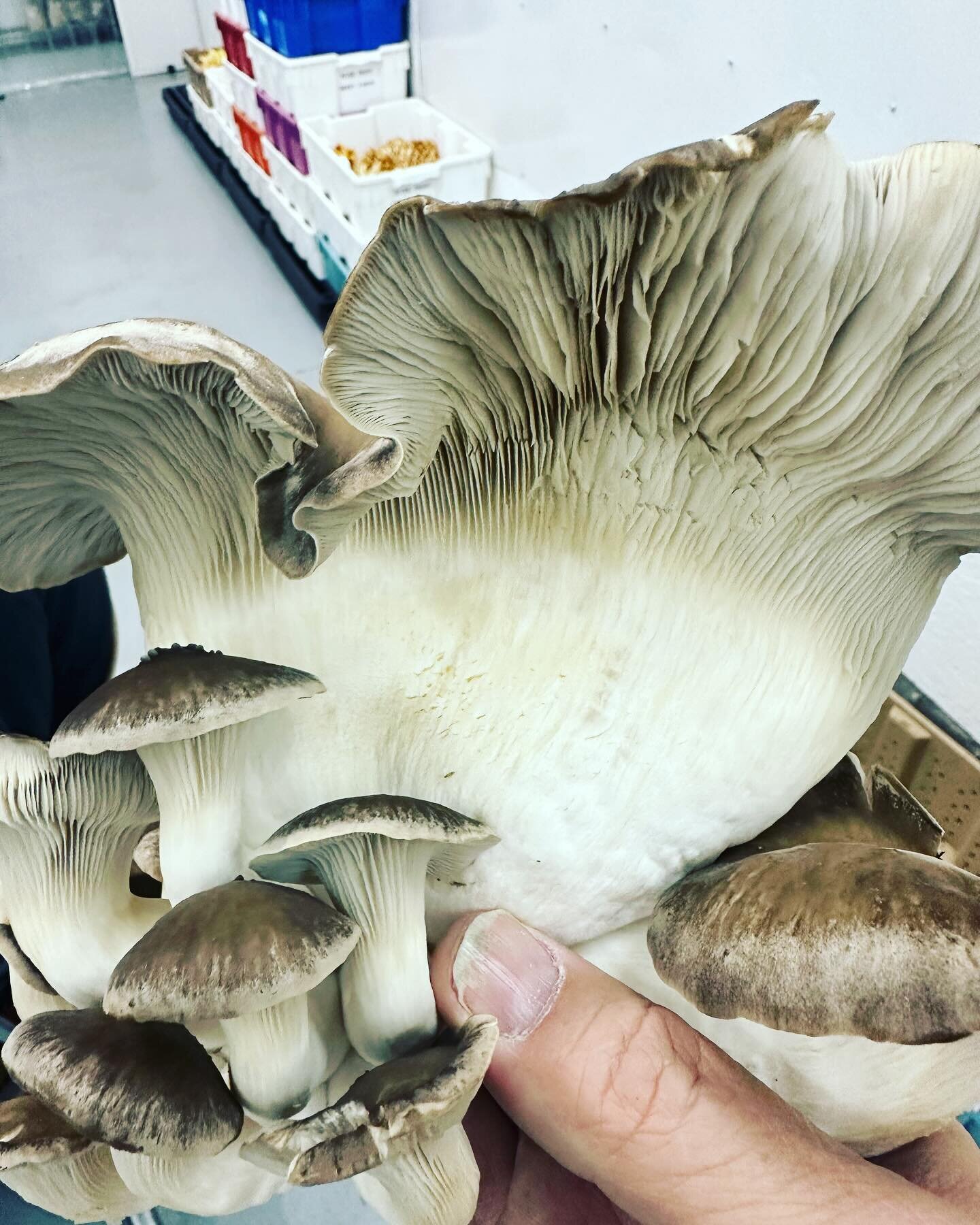 Like to see your imported dollar store food smell and look this amazing!! #supportlocalgrowers #grownlocal #nopesticides #nogmo #hardwoodmushrooms #healthiswealth #localfarms #lowercarbonfootprint #noshippingcost #cometoourfarm