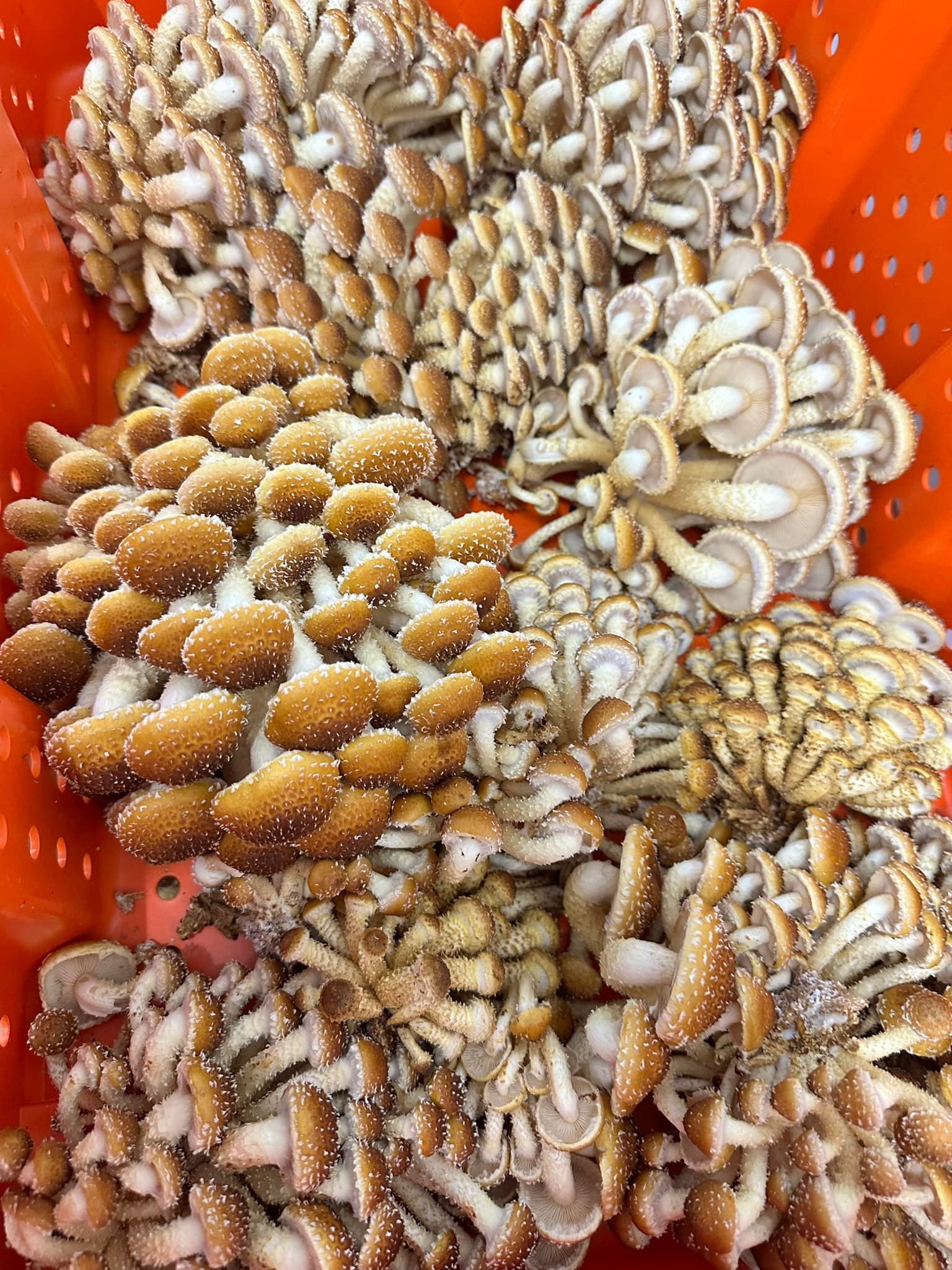 Try chestnuts for your gravy and stuffing anytime! Pinks stink yet are a serious super food!!!!