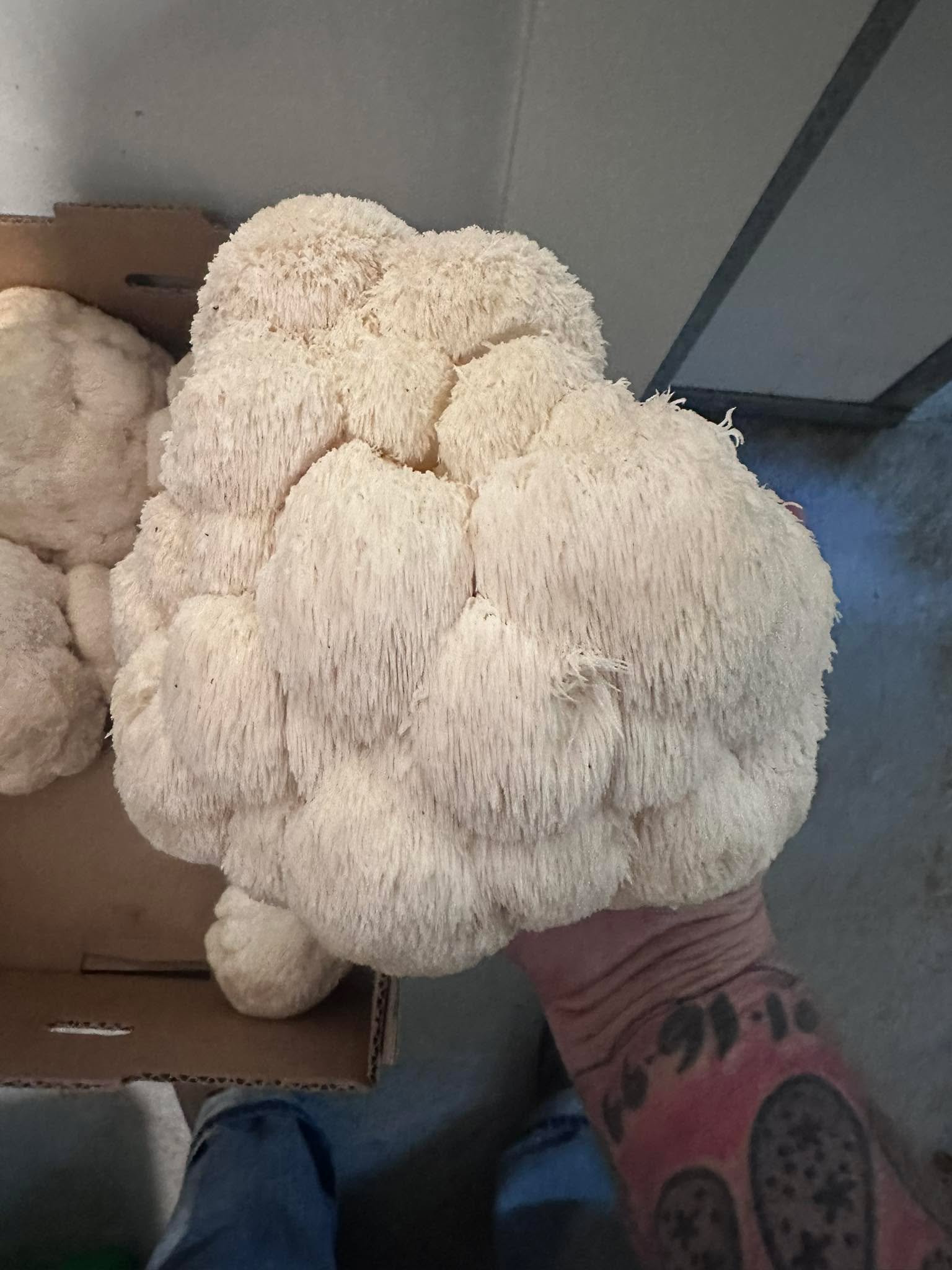 Big fat heads of lionsmane! Wholesale prices if you come to the farm!!!