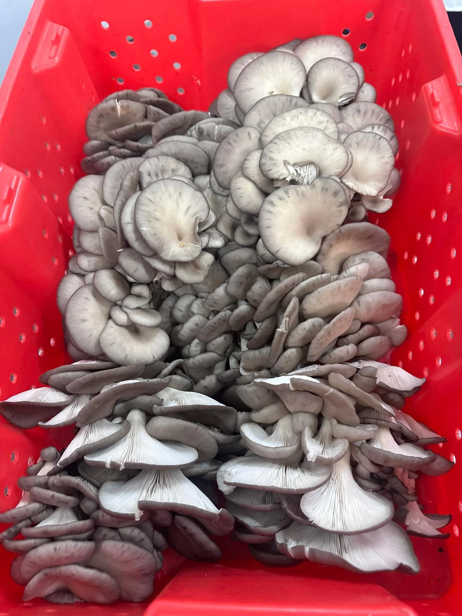 Fire sale! We&rsquo;re over growing as we expand the farm. 

Oyster mushrooms 5.50 a pound 
5 pound case minimum!! 

I will be delivering to Whiterock today for a few customers.

Come pick up at the farm!! Fresh as it gets. Save money!! I can deliver