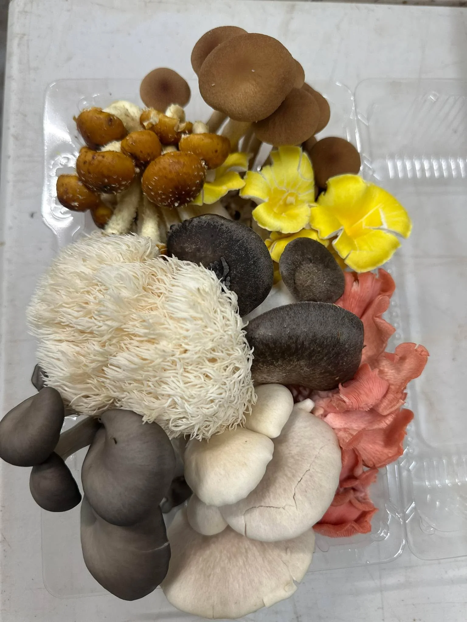 This one&rsquo;s for all of our fans at the Vancouver mycology Society!! we&rsquo;ve got a lot of extra oysters and lions mane today I will be doing deliveries so message as soon as you can if you&rsquo;re in the Vancouver area and you want some deli