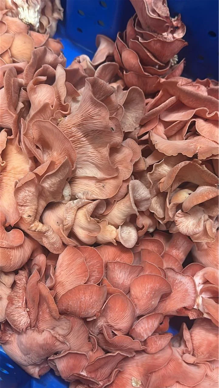 Order now! Lots of pink and chestnuts!