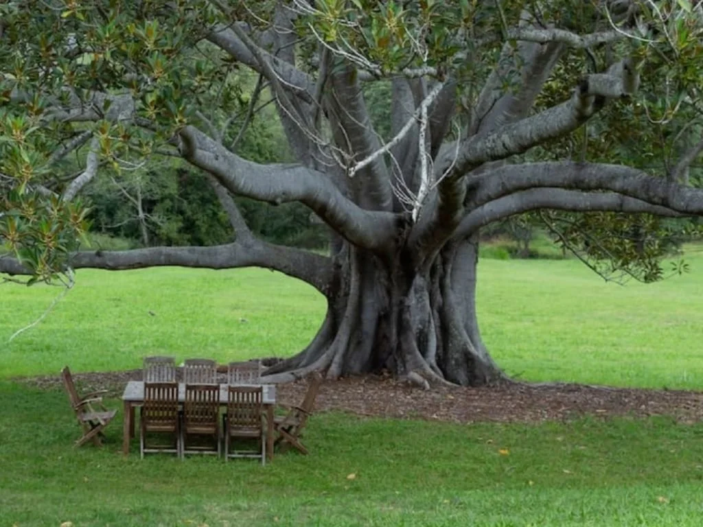 A large, old tree with sprawling branches and a thick trunk, situated in a grassy area with a wooden table and chairs underneath it.