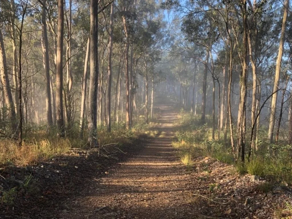 A dirt path through a forest with tall trees and sunlight filtering through the branches, with some smoke or mist in the distance.