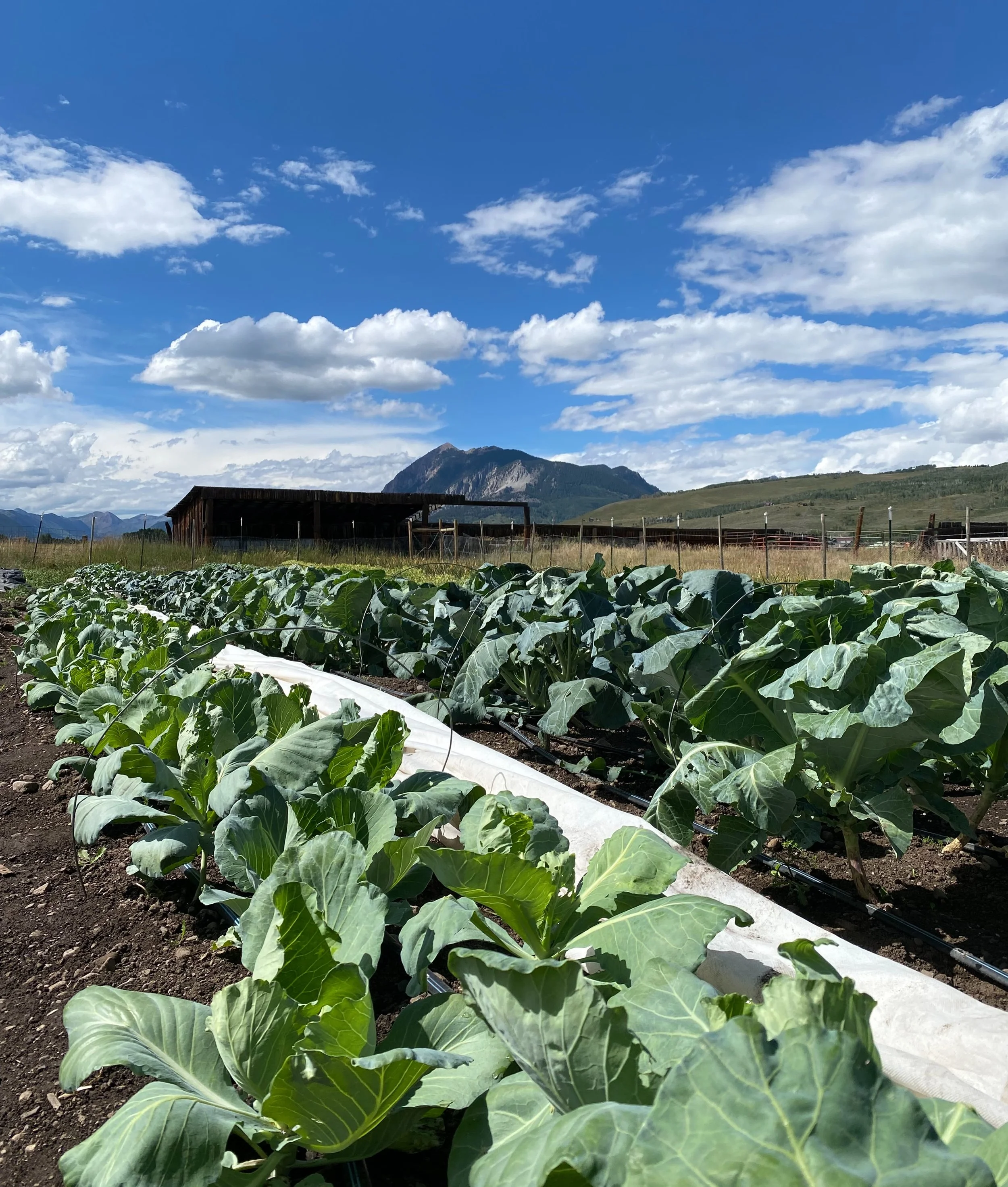 Every dollar spent with a local farmer is an investment in the future of our community.

Supporting local farms keeps food dollars circulating close to home, strengthens rural livelihoods, and helps preserve the working lands that define our landscap