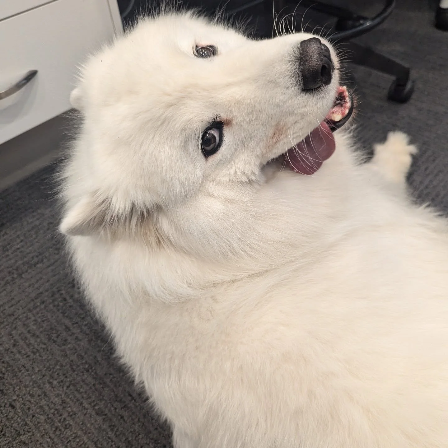 Sometimes the best part of the week is getting to have puppy cuddles. Playworks OT is luckily to be co-located with @innerlightalliedhealth and the handsome Mako and cuddly Luna.