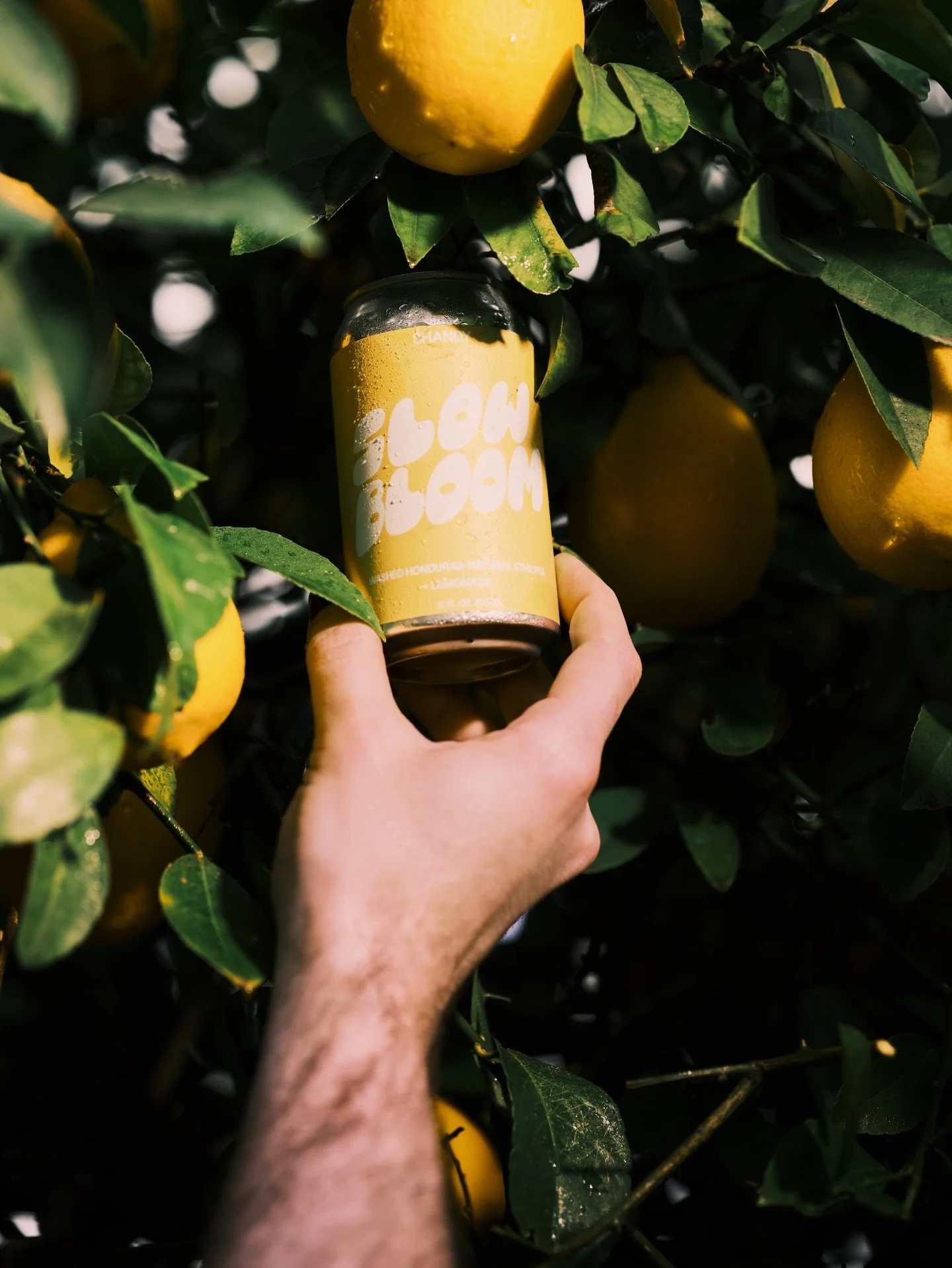 🍋 SHANDY CANS 🍋 

Not sure how we feel about a high of 84&deg; today in February. 🤔 But it does feel like shandy weather! Come get a refreshing can of citrus-coffee goodness! 

Available in shop and online! 

📸 pc: @jerichopatrick