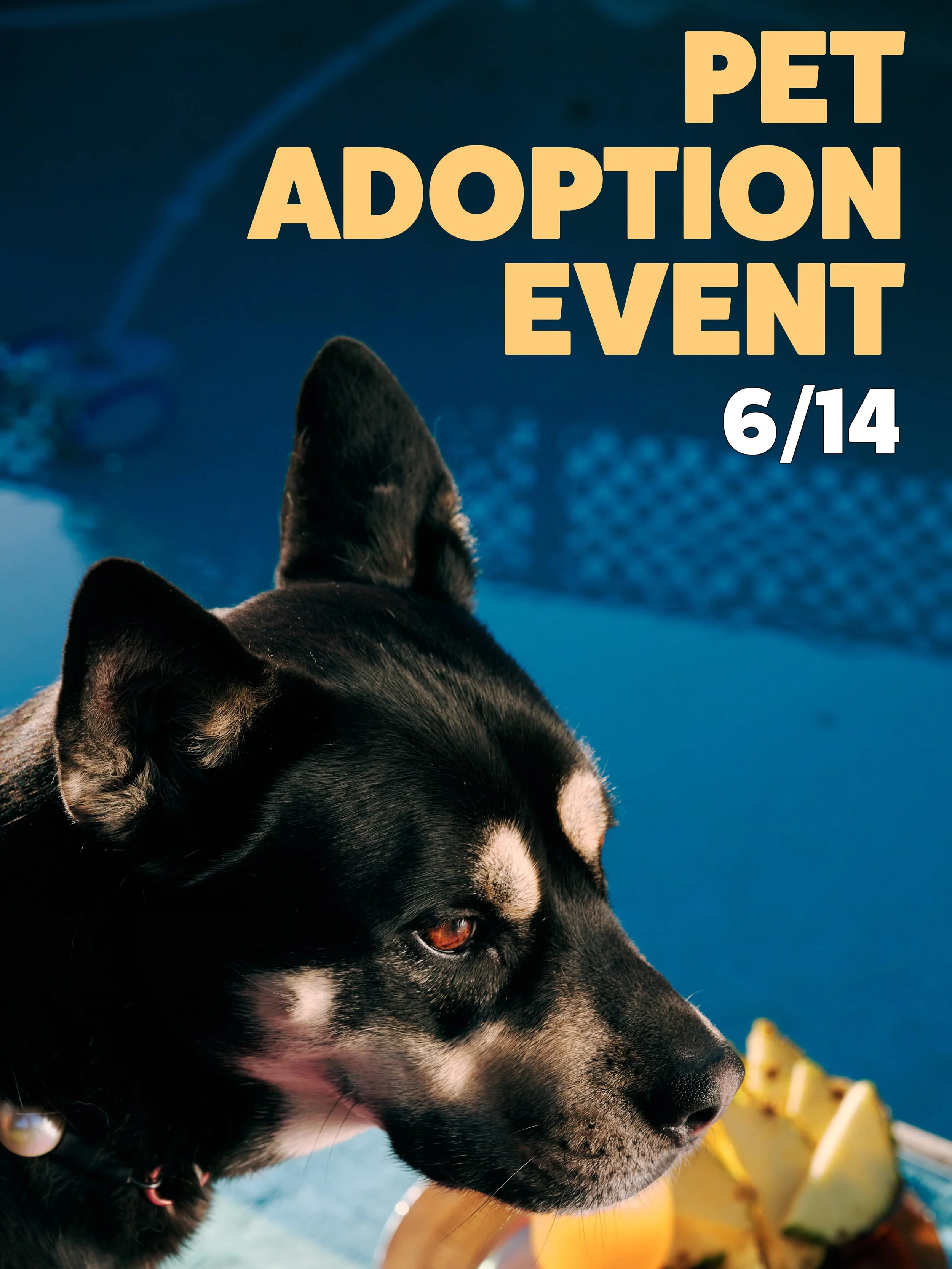 ADOPT A PET! 

This Sunday, 6/14, we&rsquo;re hosting a pet adoption event from 10:00-2:00! Come through, meet some precious angels and if you take one home you&rsquo;ll also get a $50 slow bloom gift card! 

Sadly, this beautiful model will not be t