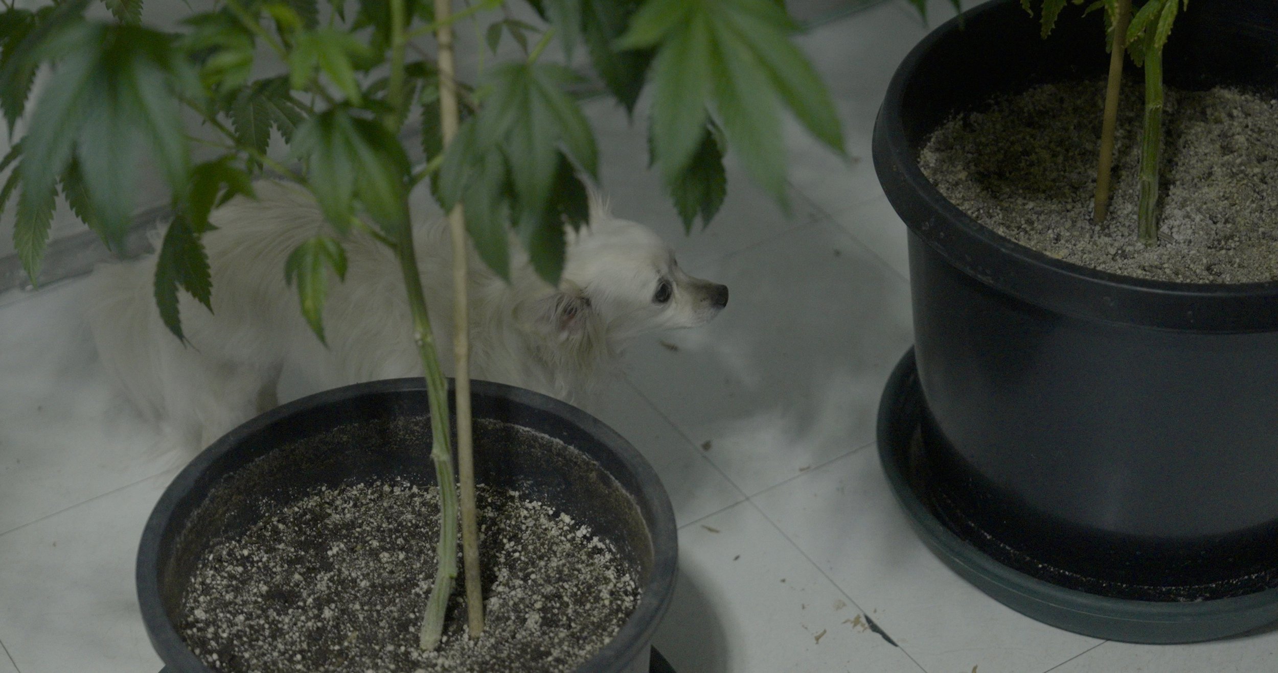 doggowithweed.jpg