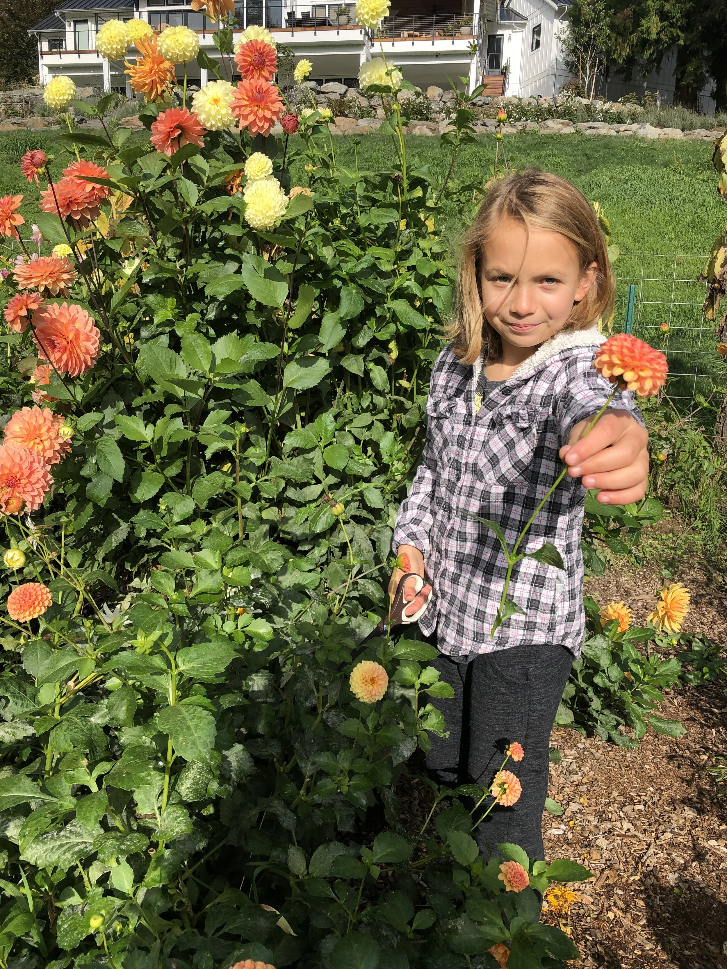 Child holding a dahlia flower in a garden, surrounded by colorful dahlias, with a house in the background.