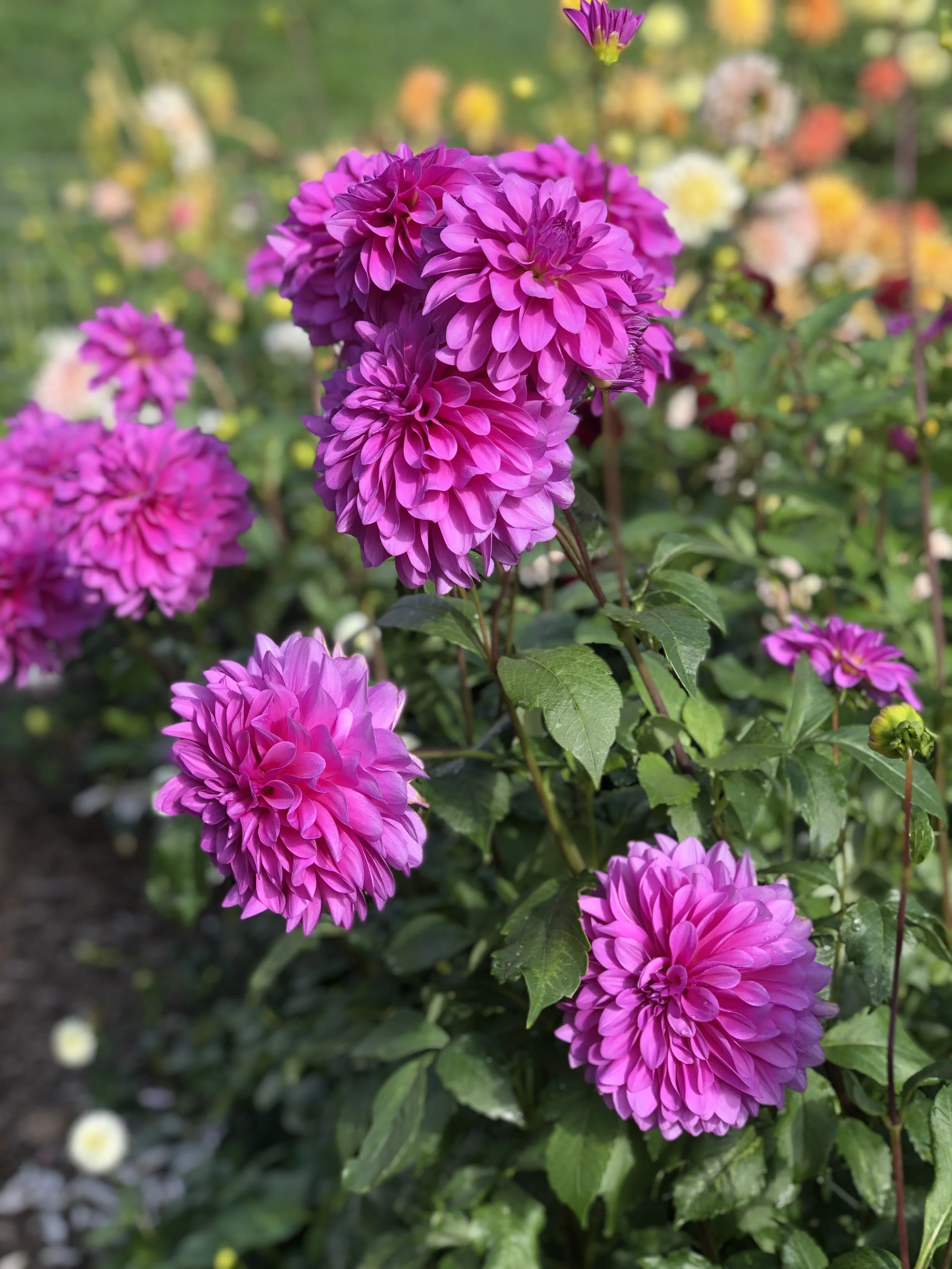 Close-up of vibrant pink dahlias blooming in a garden.