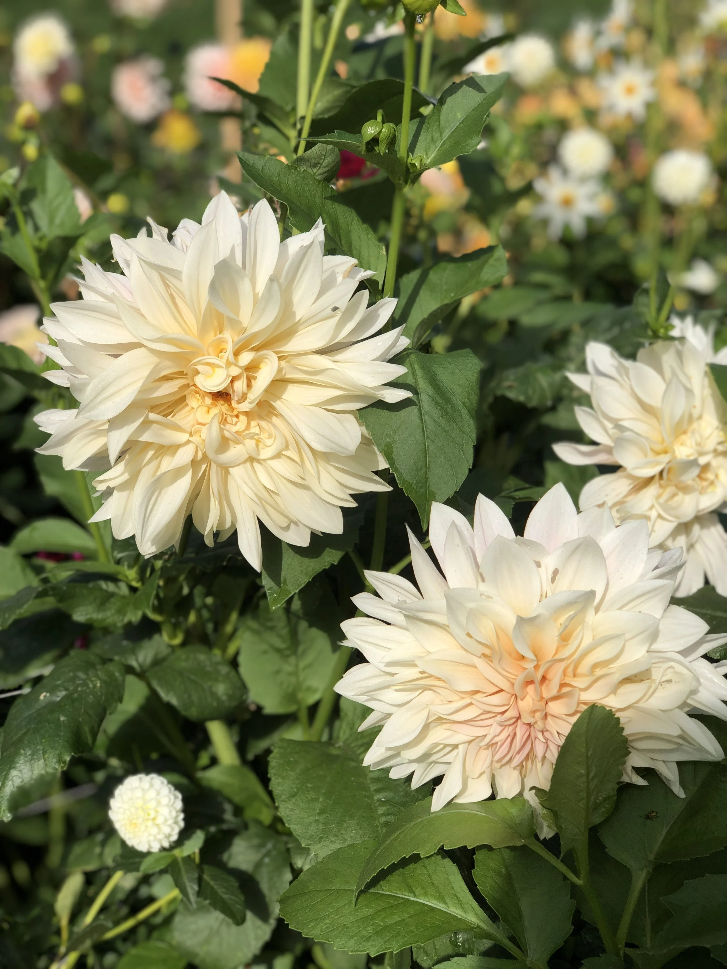 Cream-colored dahlias in a garden with green leaves.