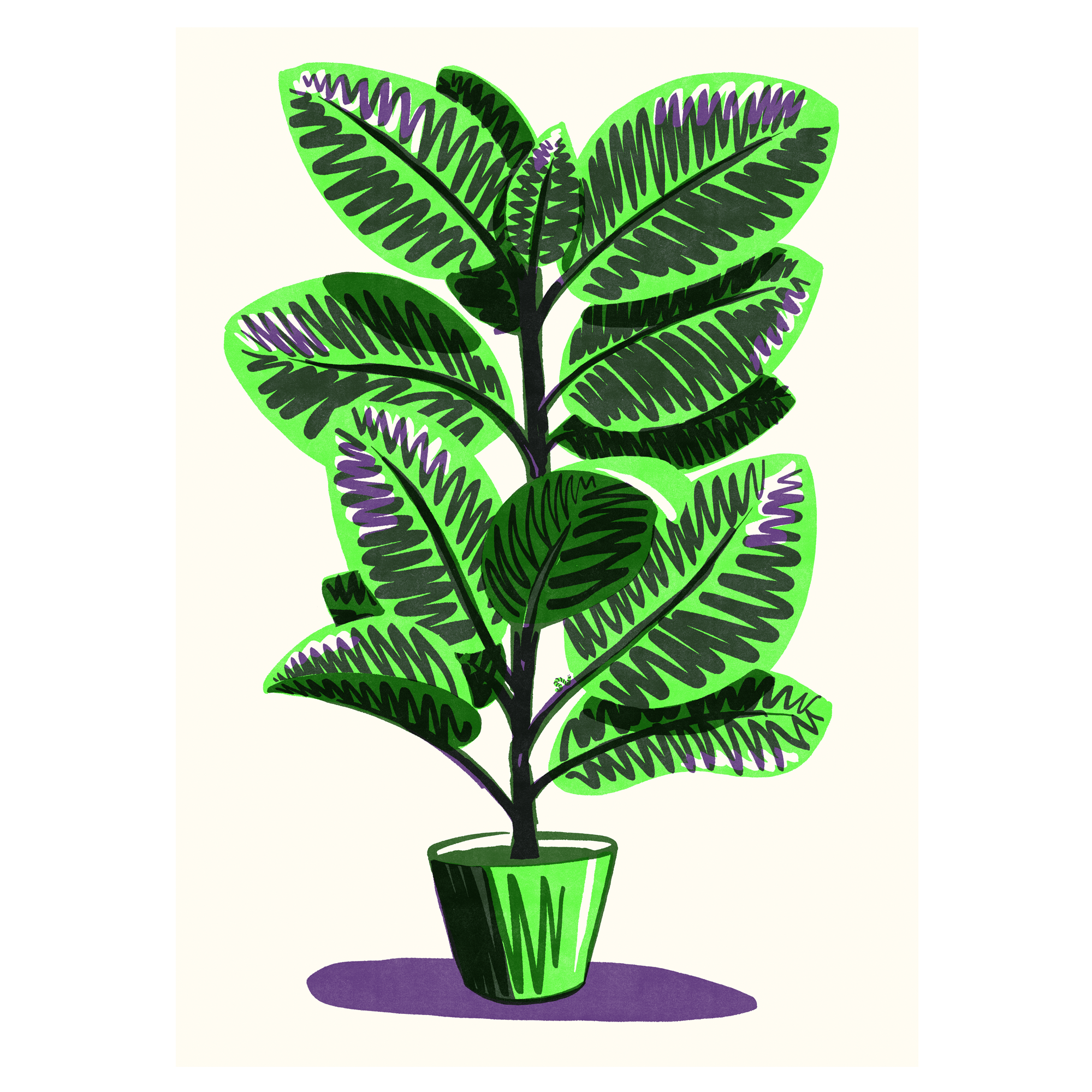 OPK_SHOP_Ficus_2000px.png