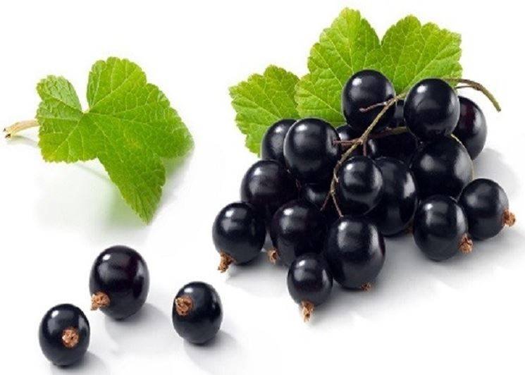 Blackcurrant-Ingredient.jpg