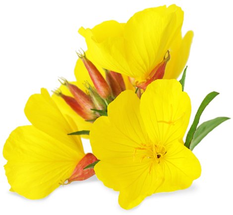 Evening Primrose Oil (Copy)