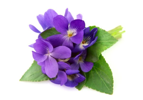 Violet Leaf Essential Oil