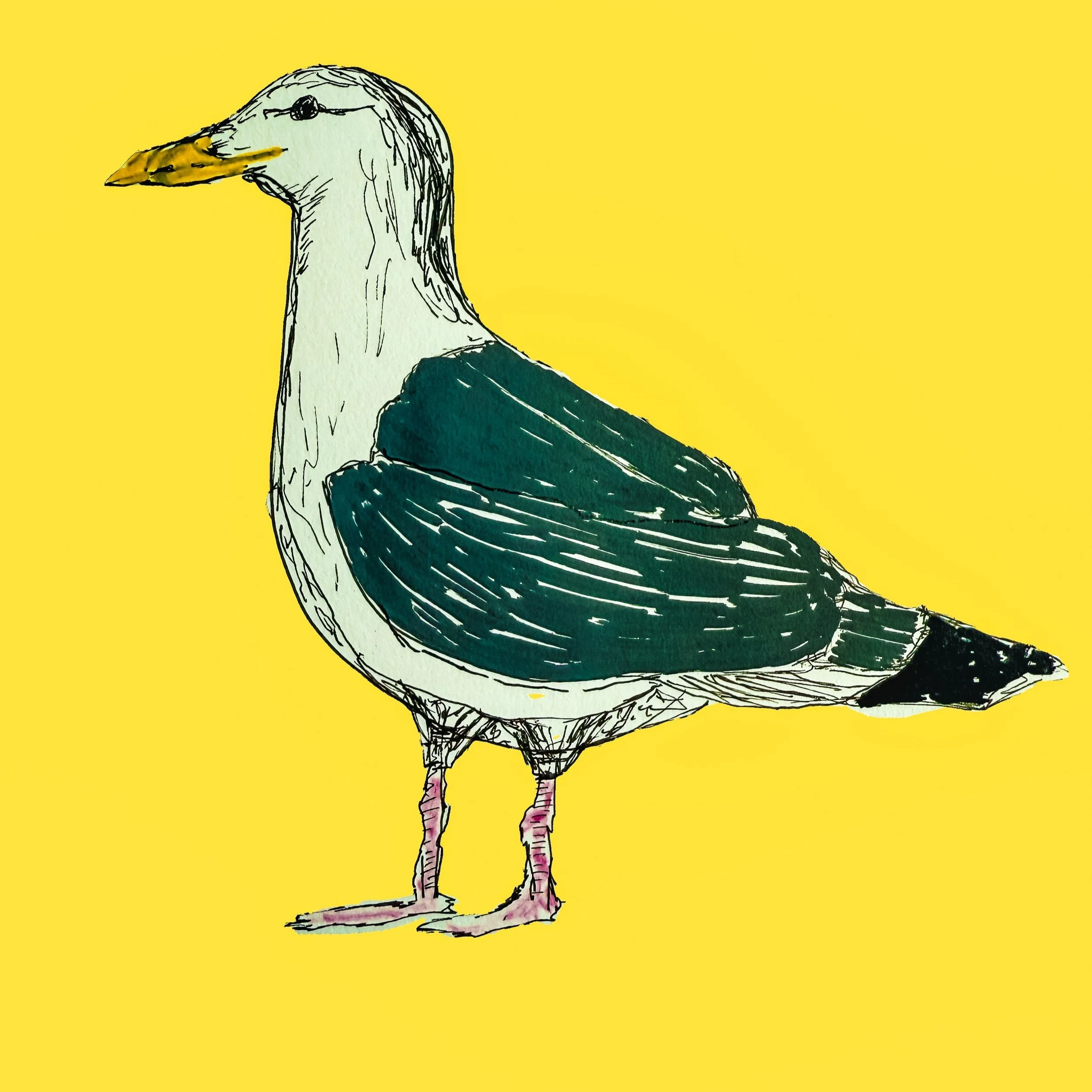 Seagull Prints