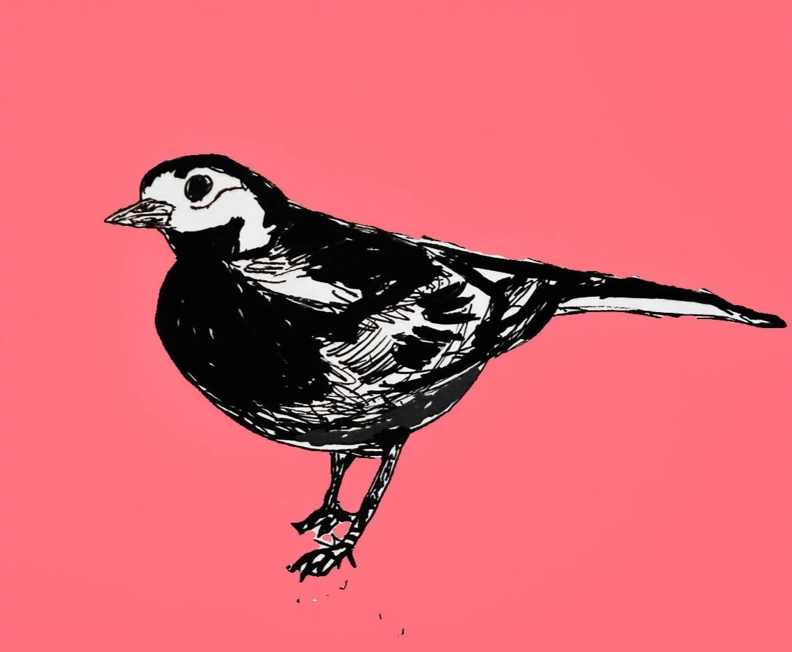 Wagtail Prints