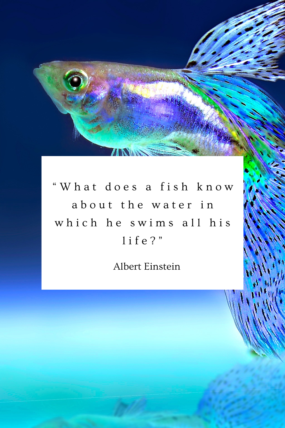 “What does a fish know about the water in which he swims all his life?” - Albert Einstein