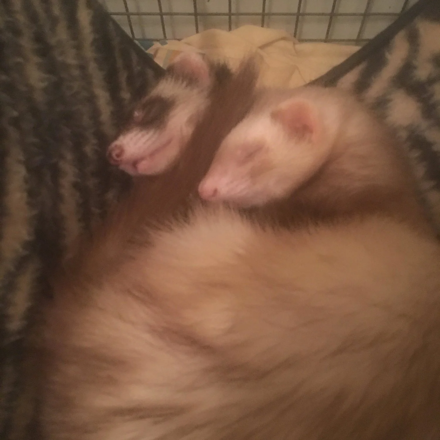 ferrets.jpeg