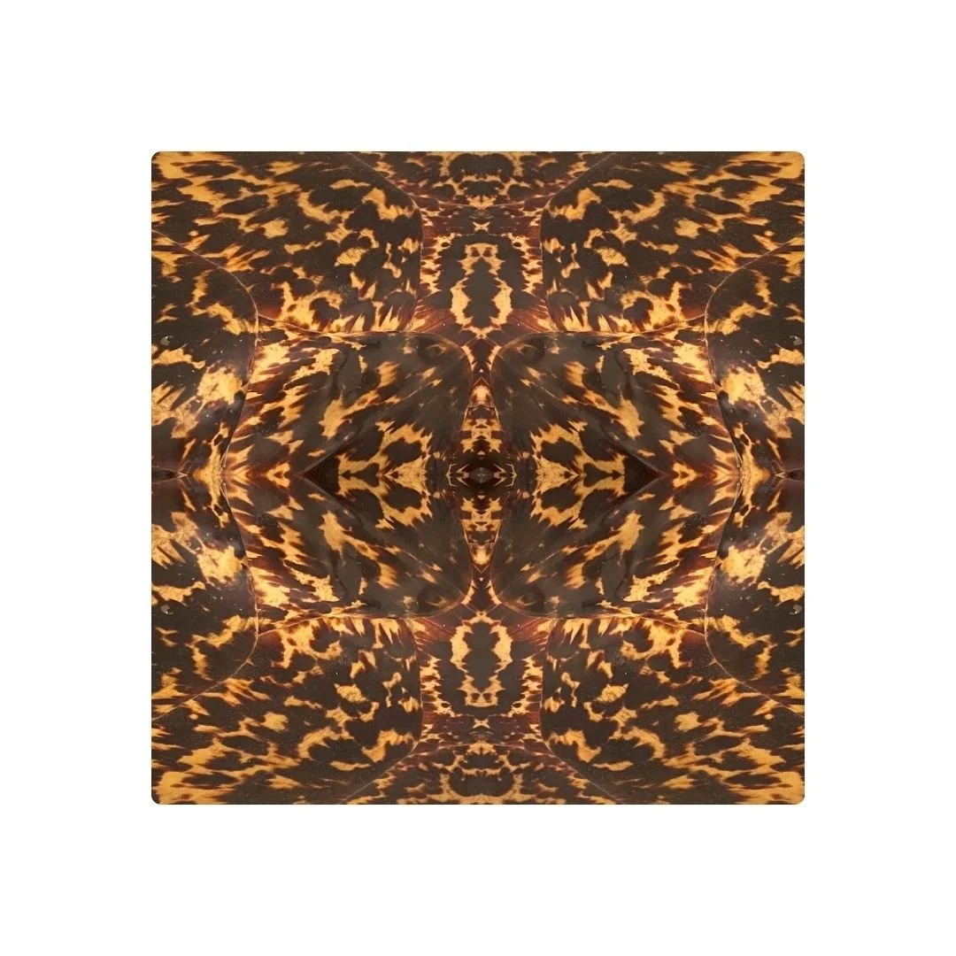 ÉCAILLE DE TORTUE - DESSOUS DE VERRE x6