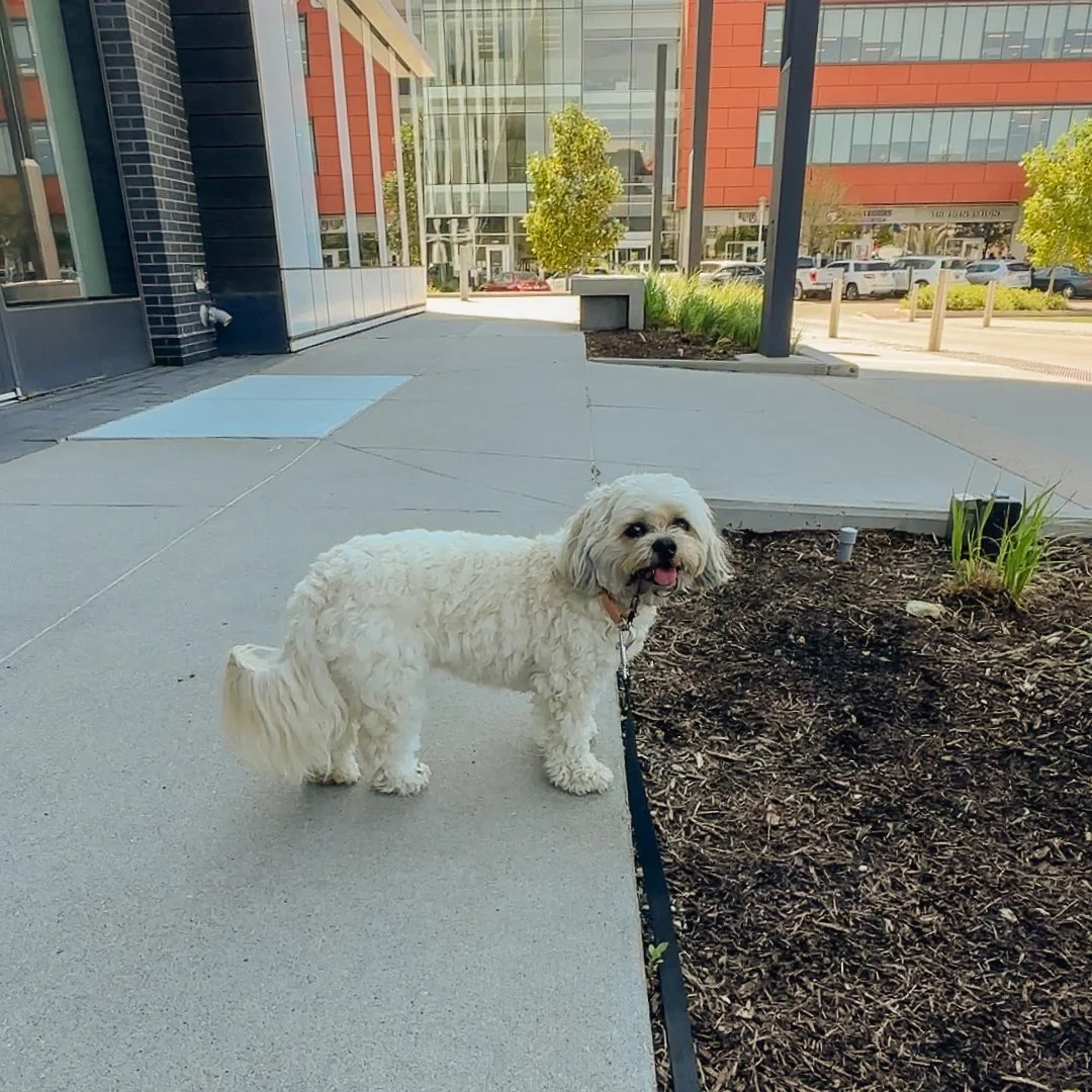 Dog-Friendly Spots in Omaha