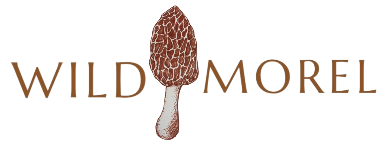 Wild Morel