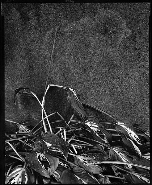 7. grassbackyard8x10.jpg